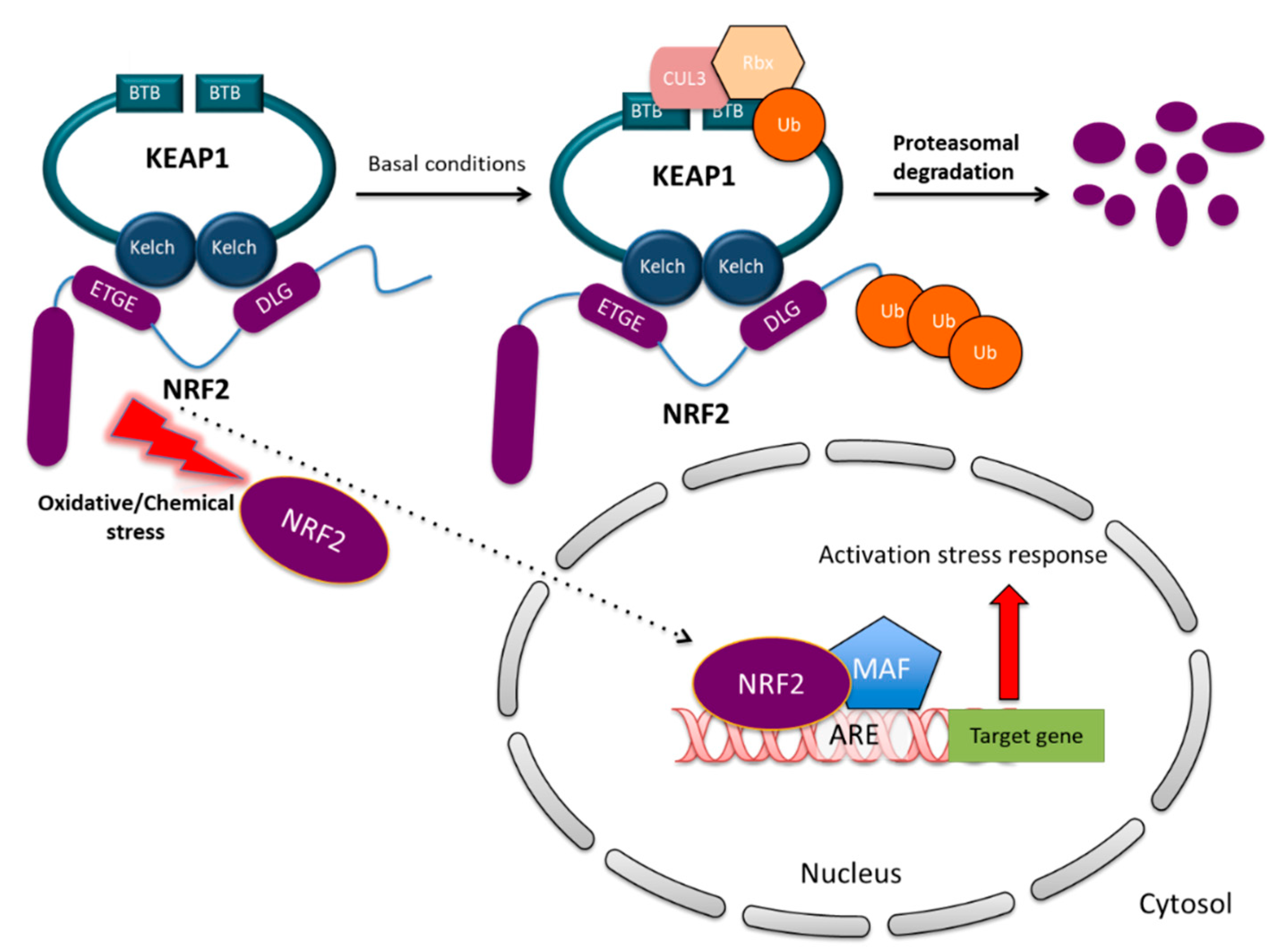 Biomolecules 10 00791 g002