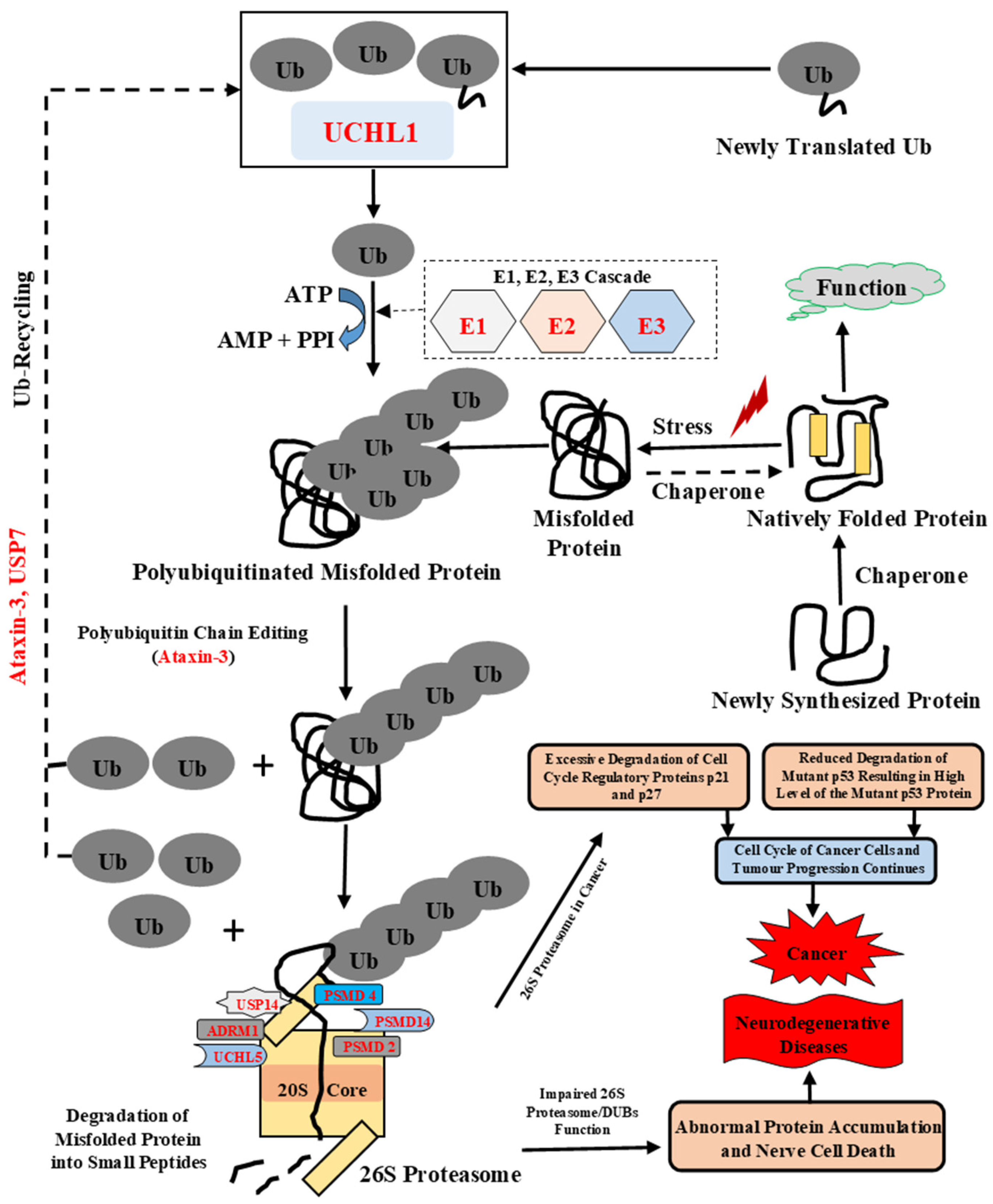 Biomolecules 10 00796 g001