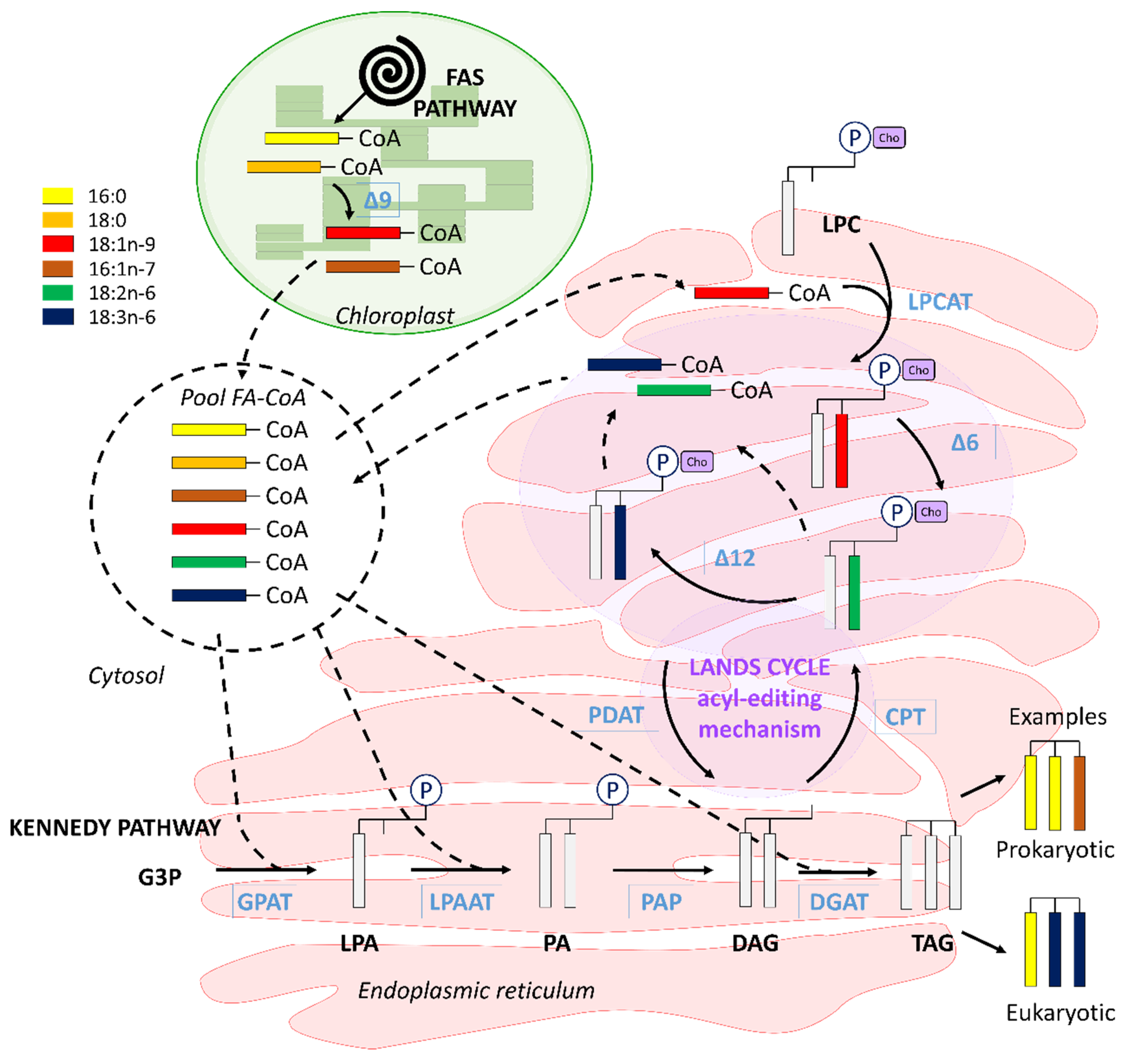 Biomolecules 10 00797 g012