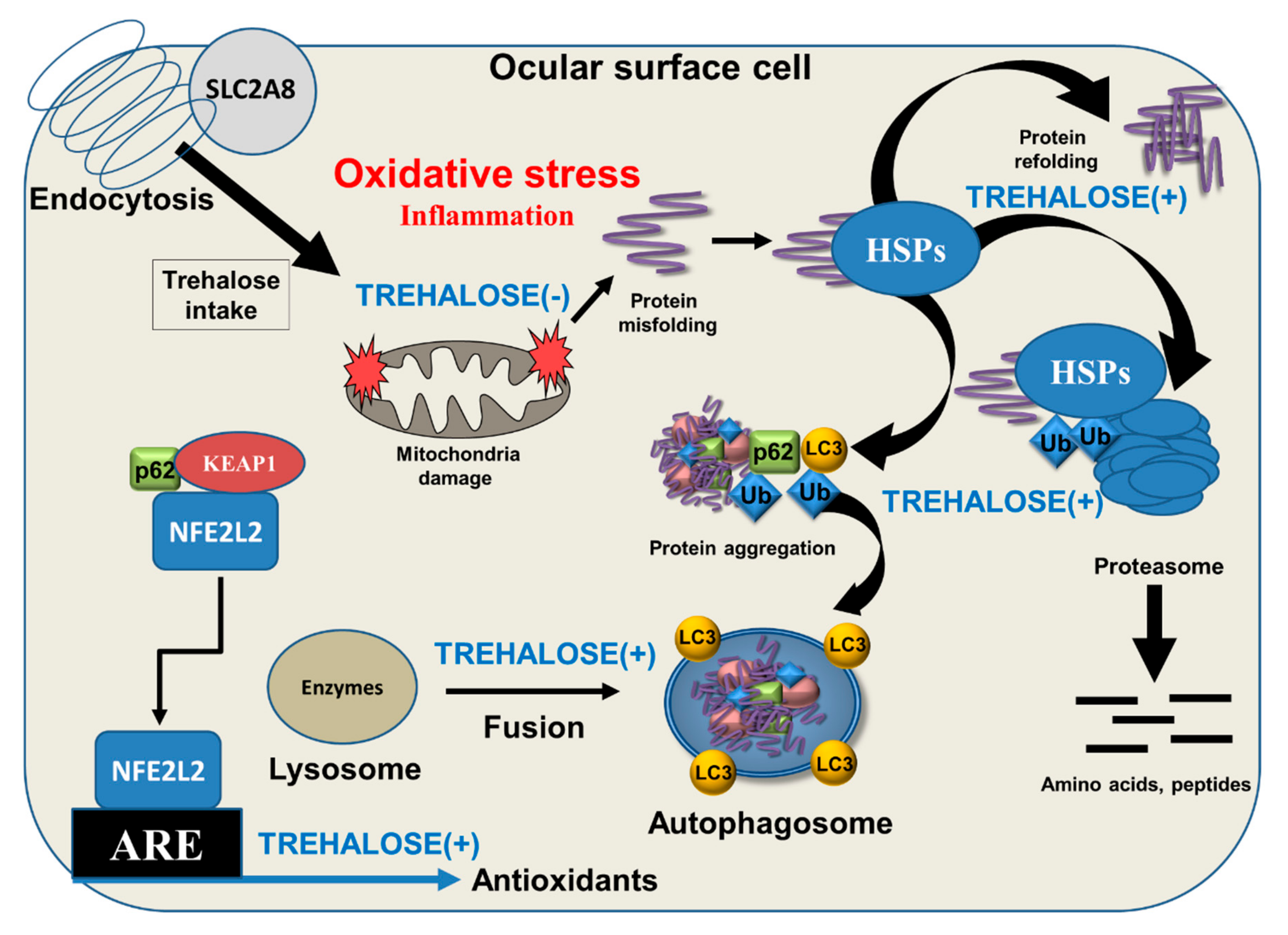 Biomolecules 10 00809 g002