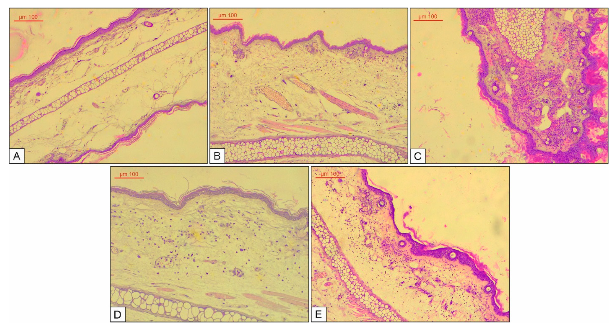 Biomolecules 10 00818 g009