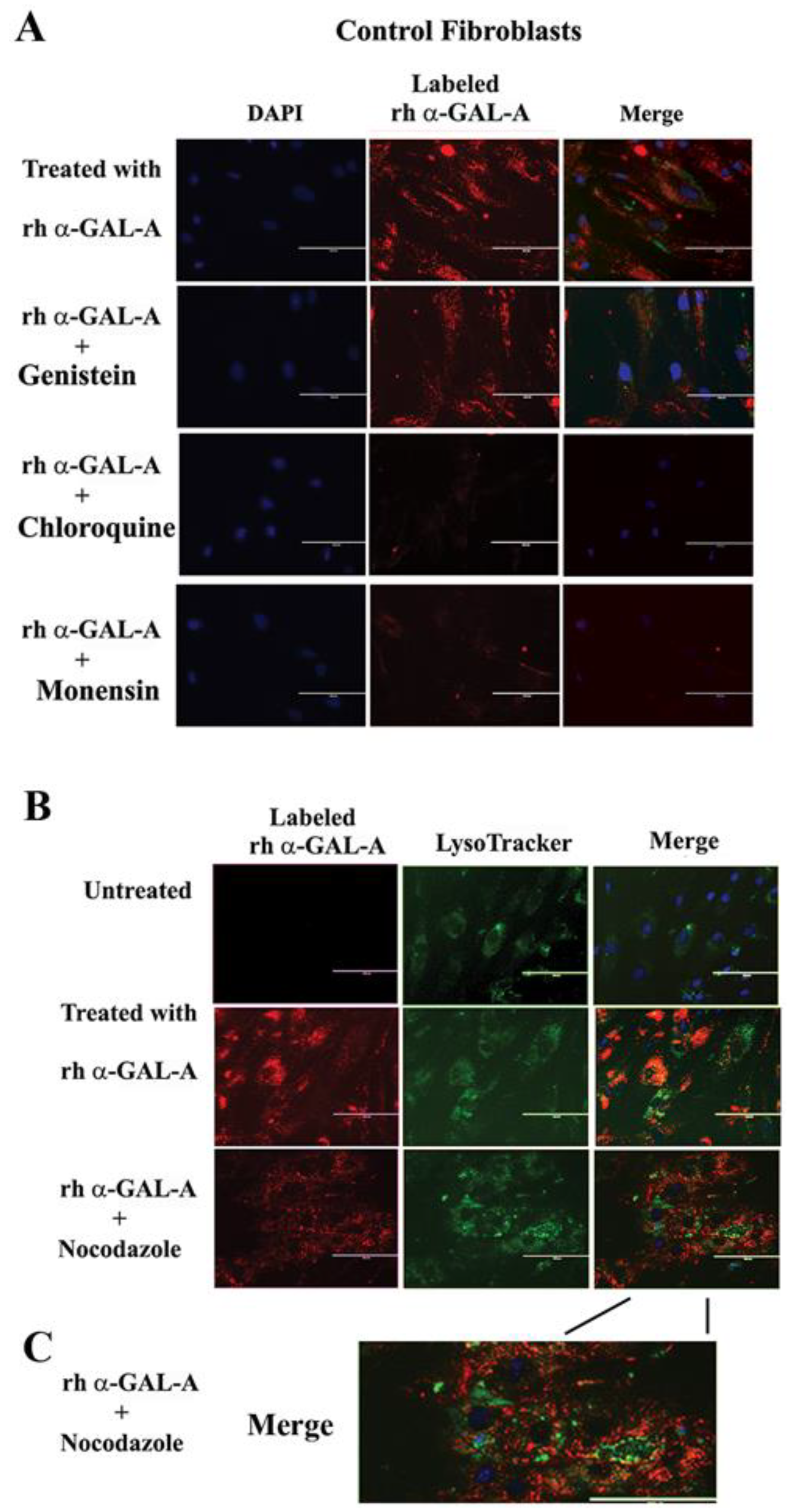 Biomolecules 10 00837 g005 Biomolecules 10 00837 g005