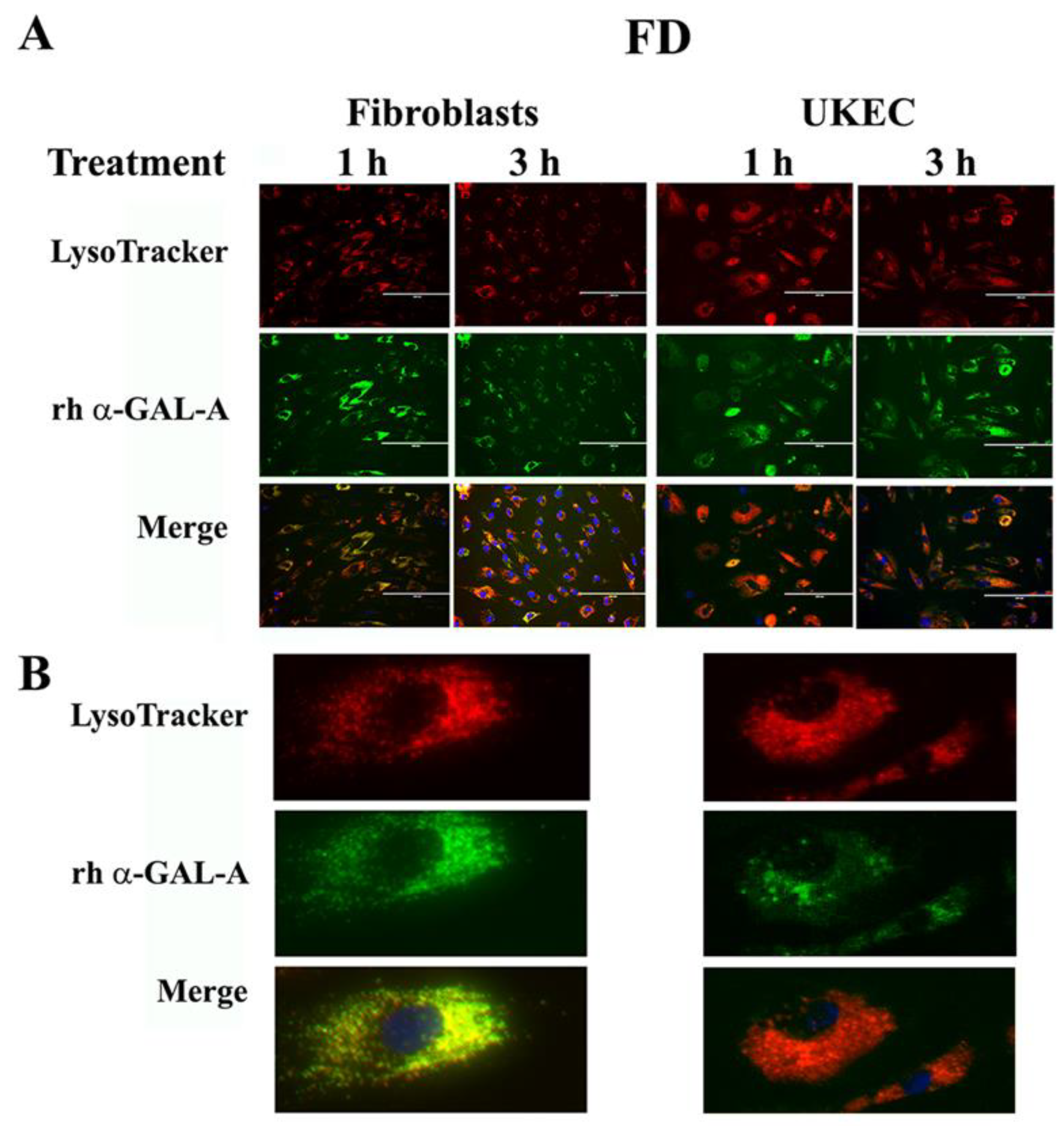 Biomolecules 10 00837 g006 Biomolecules 10 00837 g006