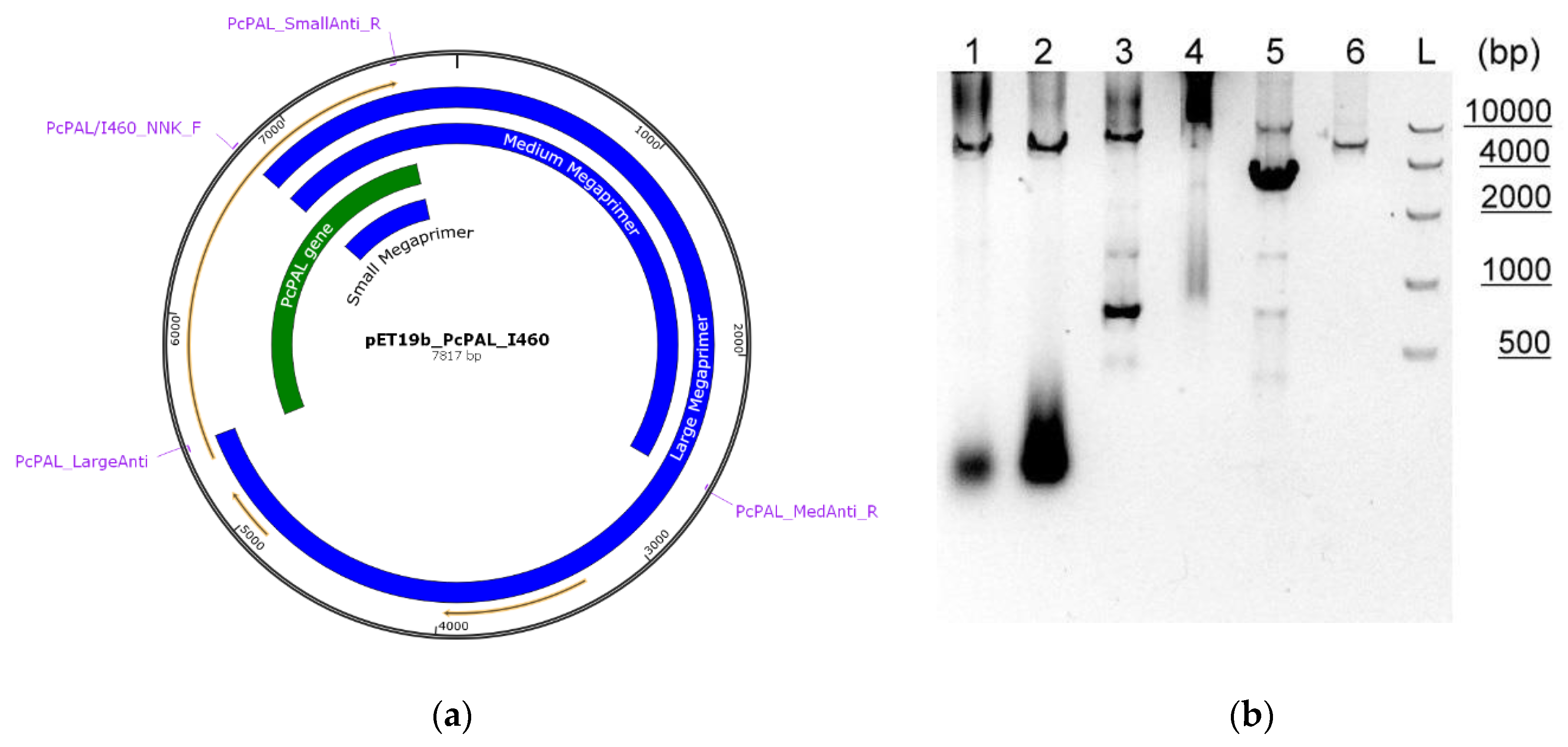 Biomolecules 10 00838 g001