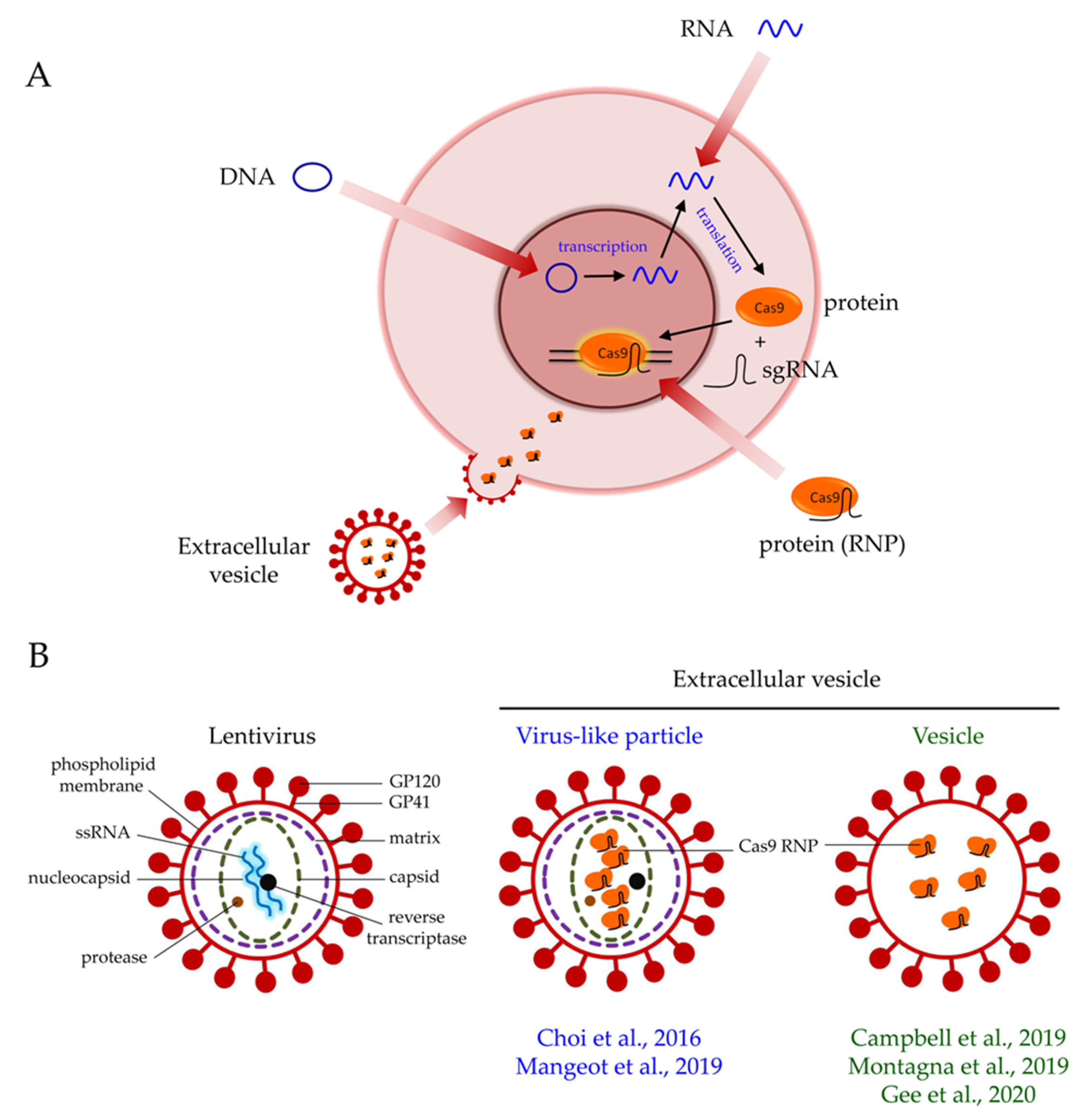 Biomolecules 10 00839 g001