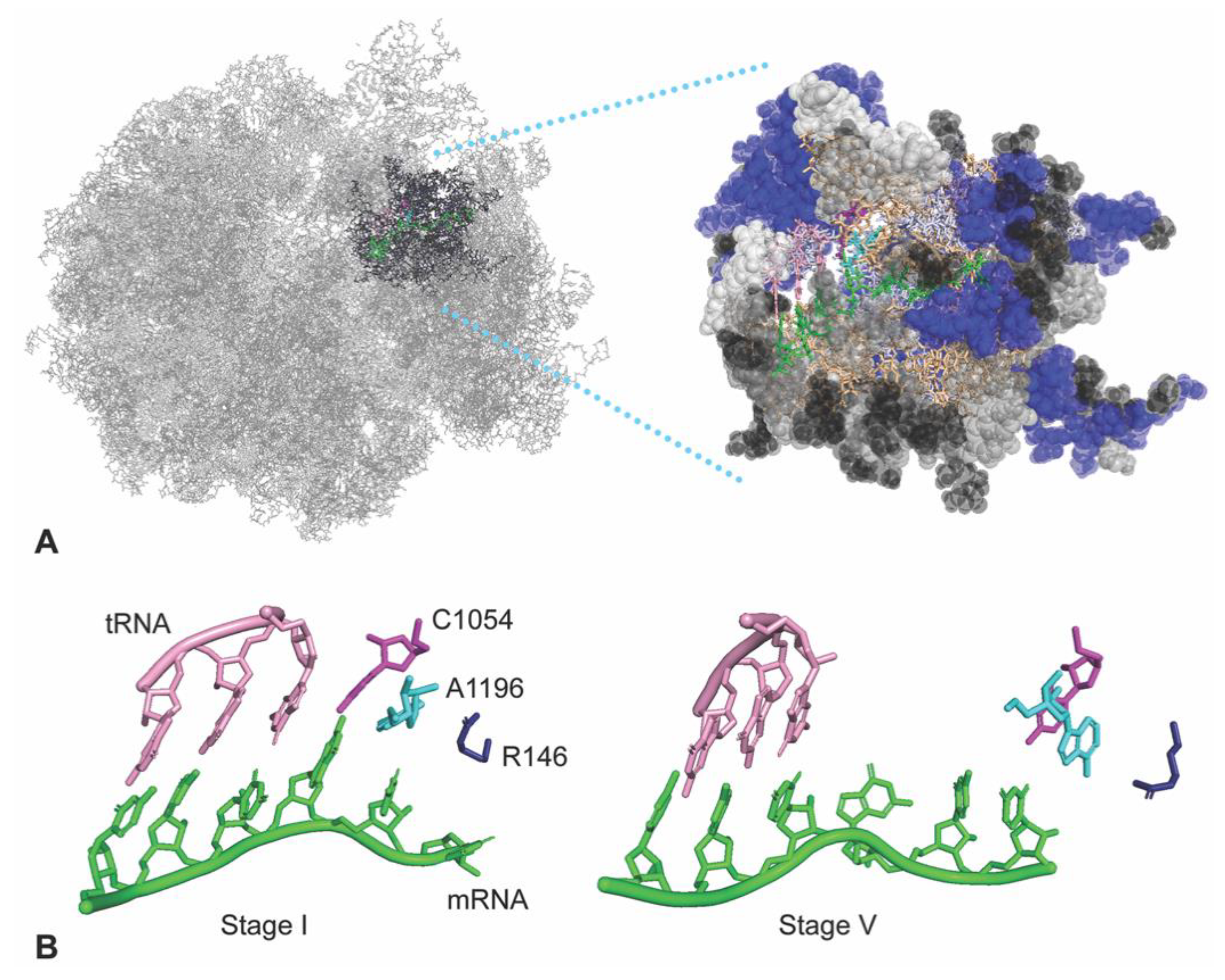 Biomolecules 10 00849 g001