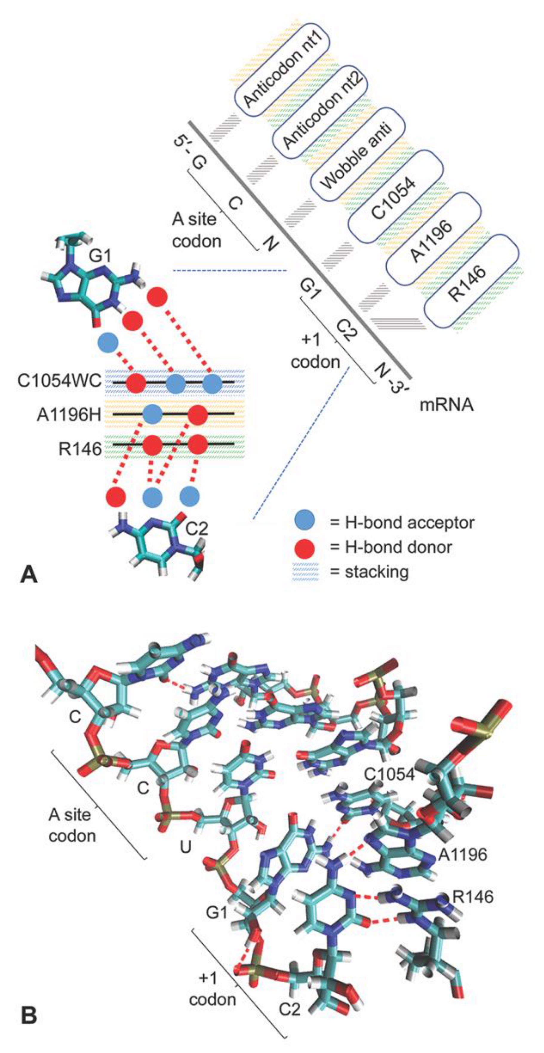 Biomolecules 10 00849 g002
