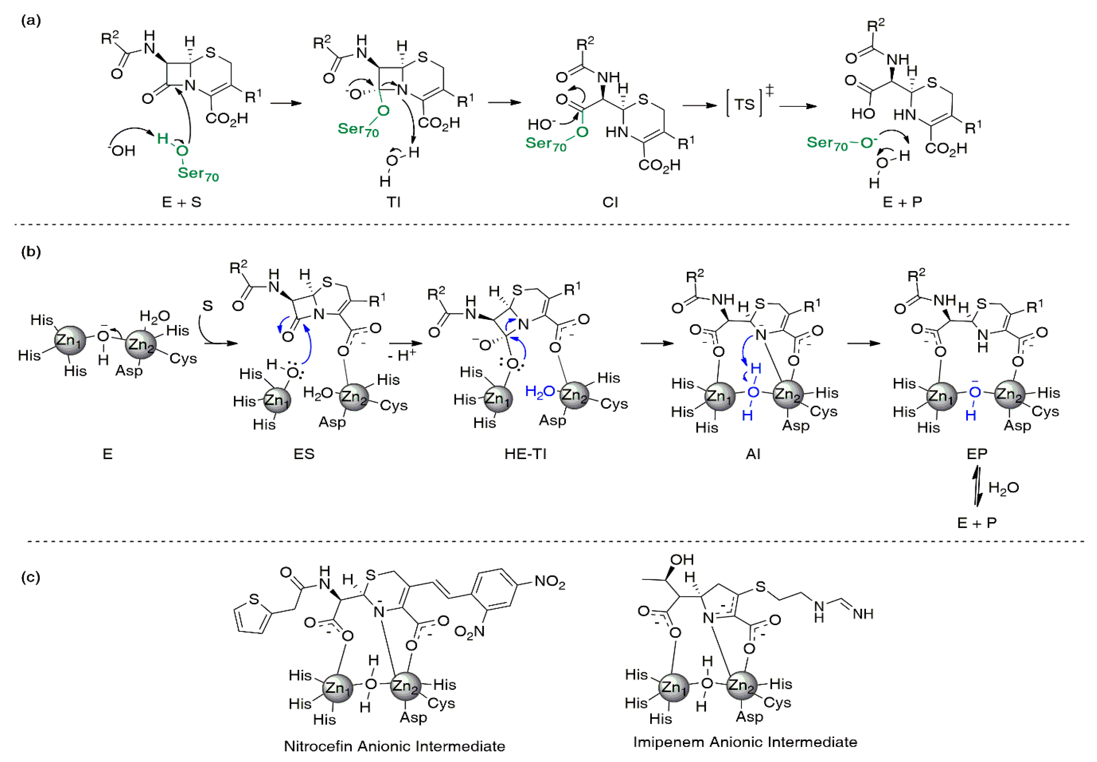 Biomolecules 10 00854 g003 Biomolecules 10 00854 g003