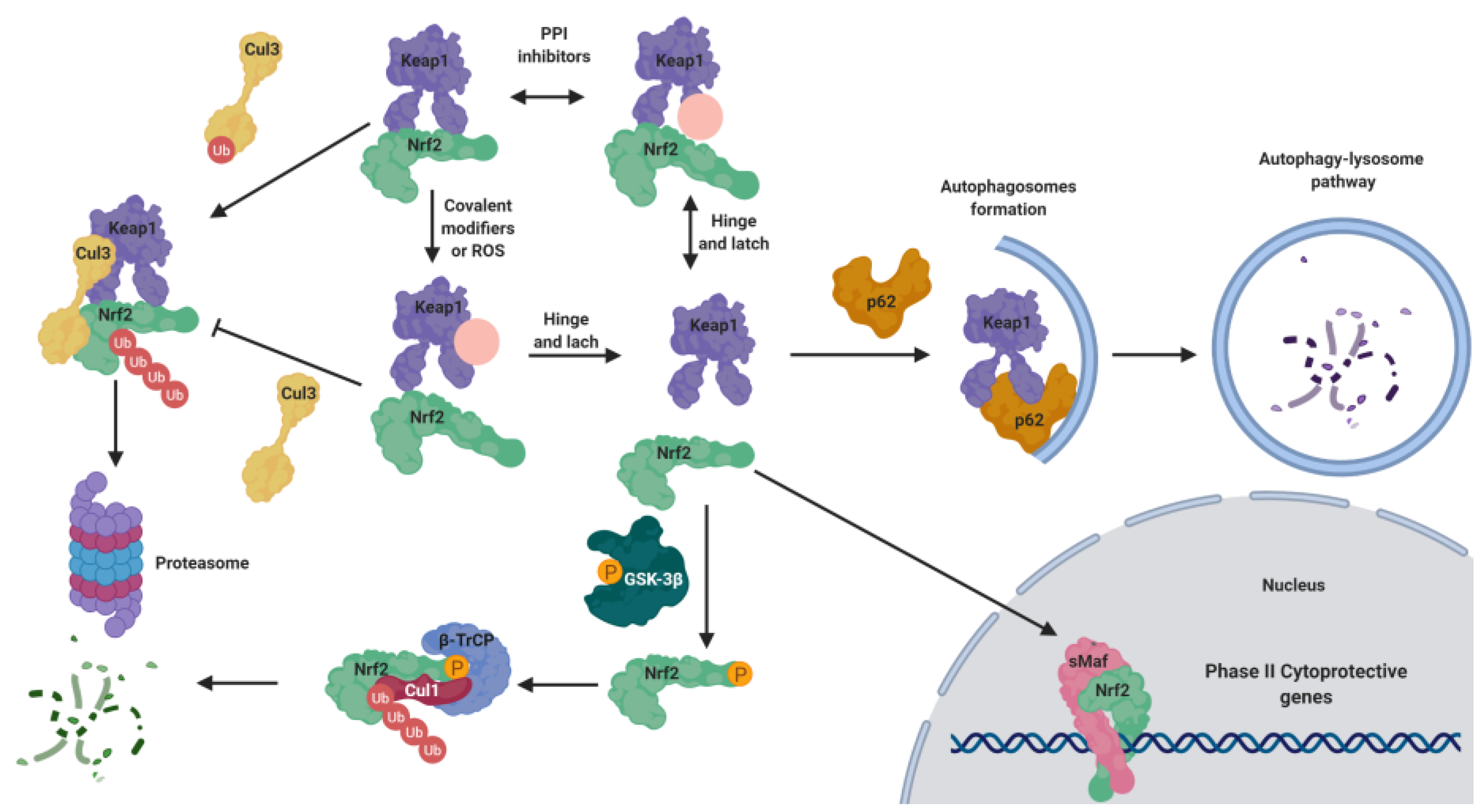 Biomolecules 10 00904 g001