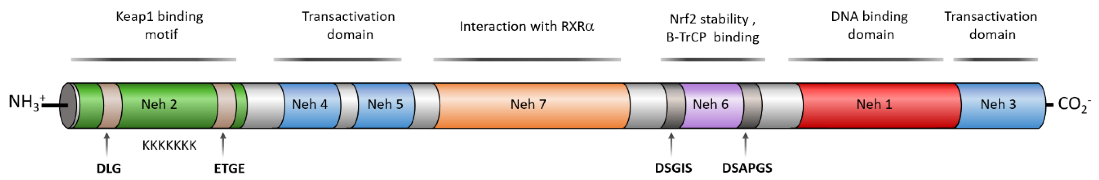 Biomolecules 10 00904 g002