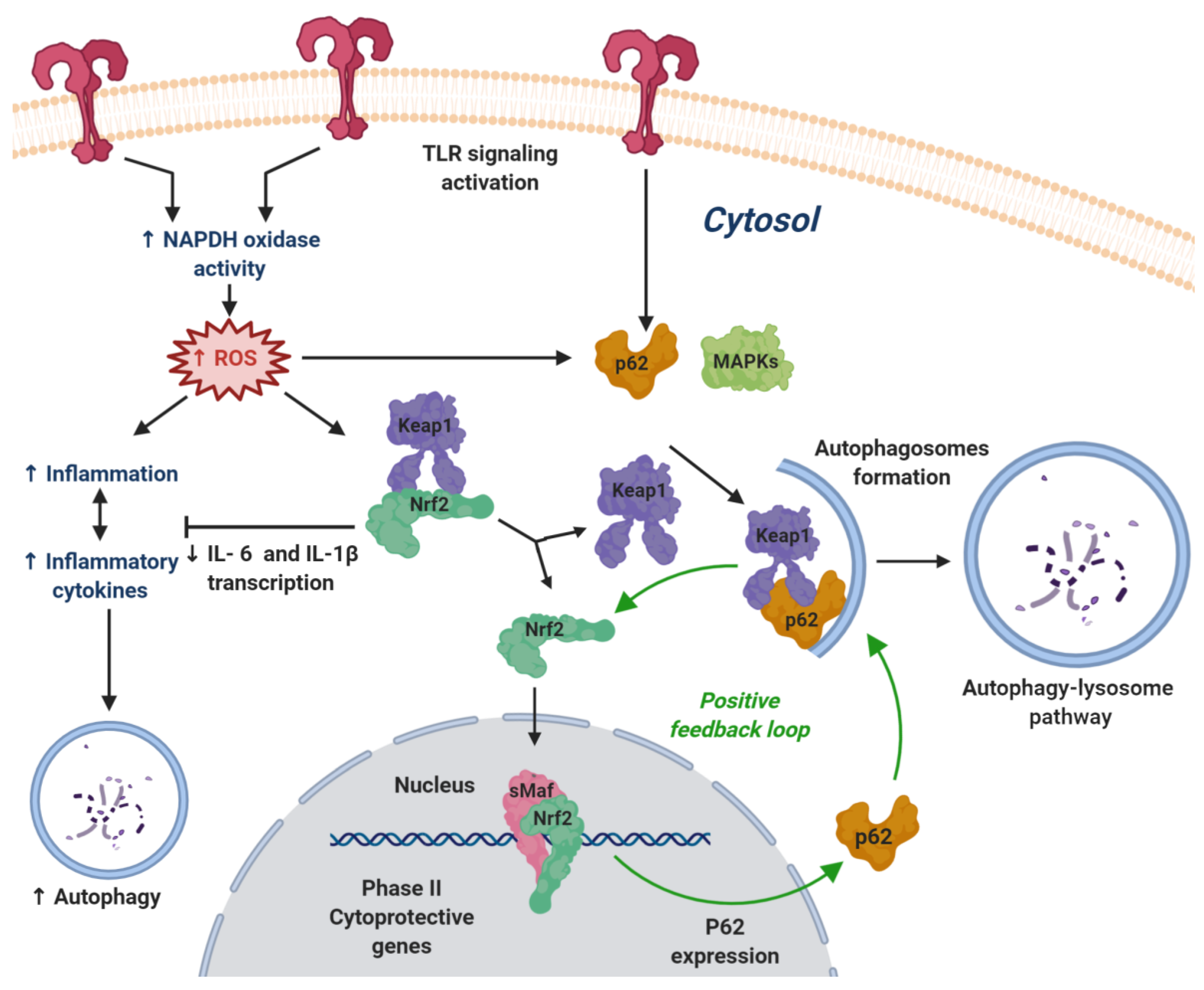 Biomolecules 10 00904 g003