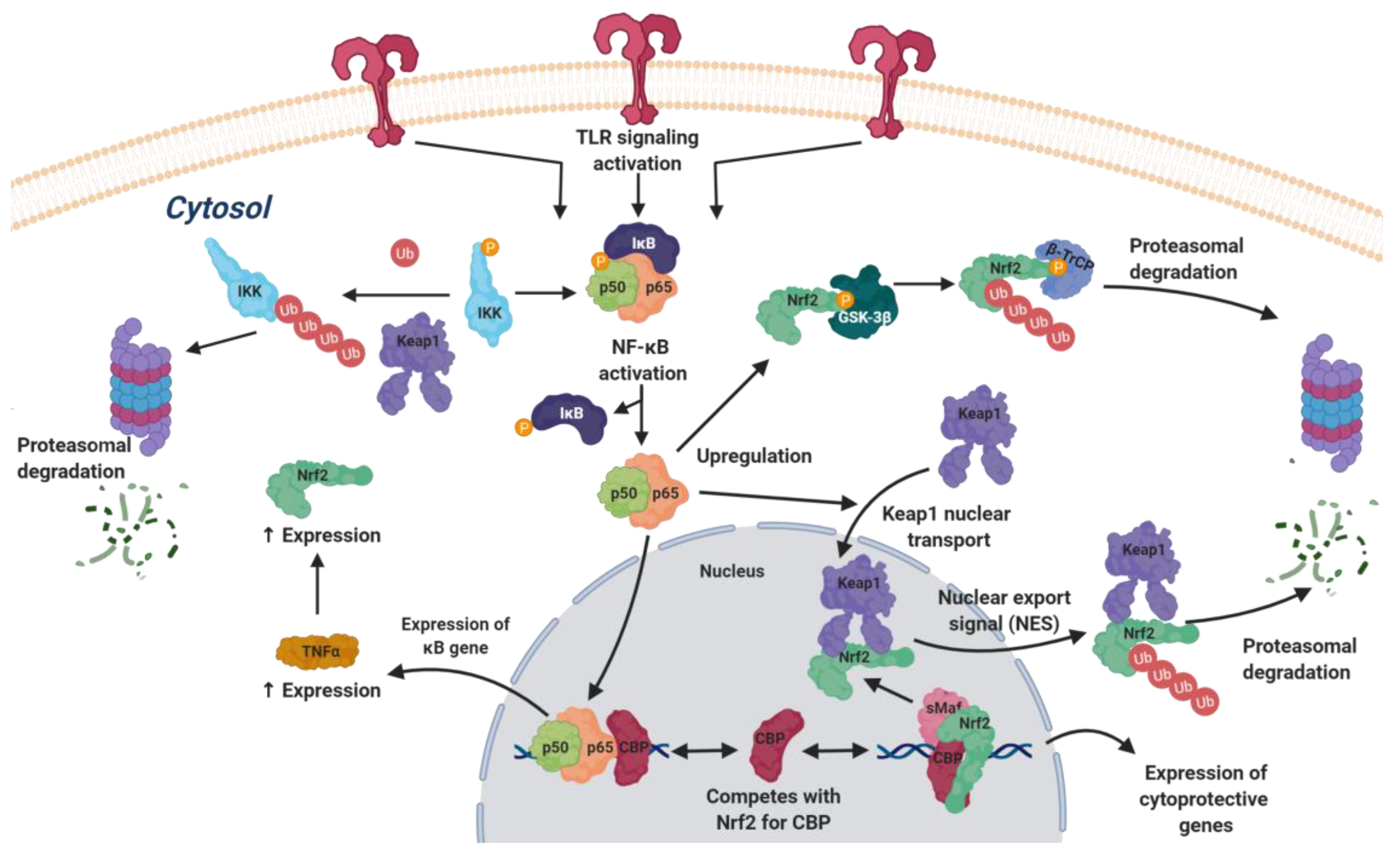 Biomolecules 10 00904 g005