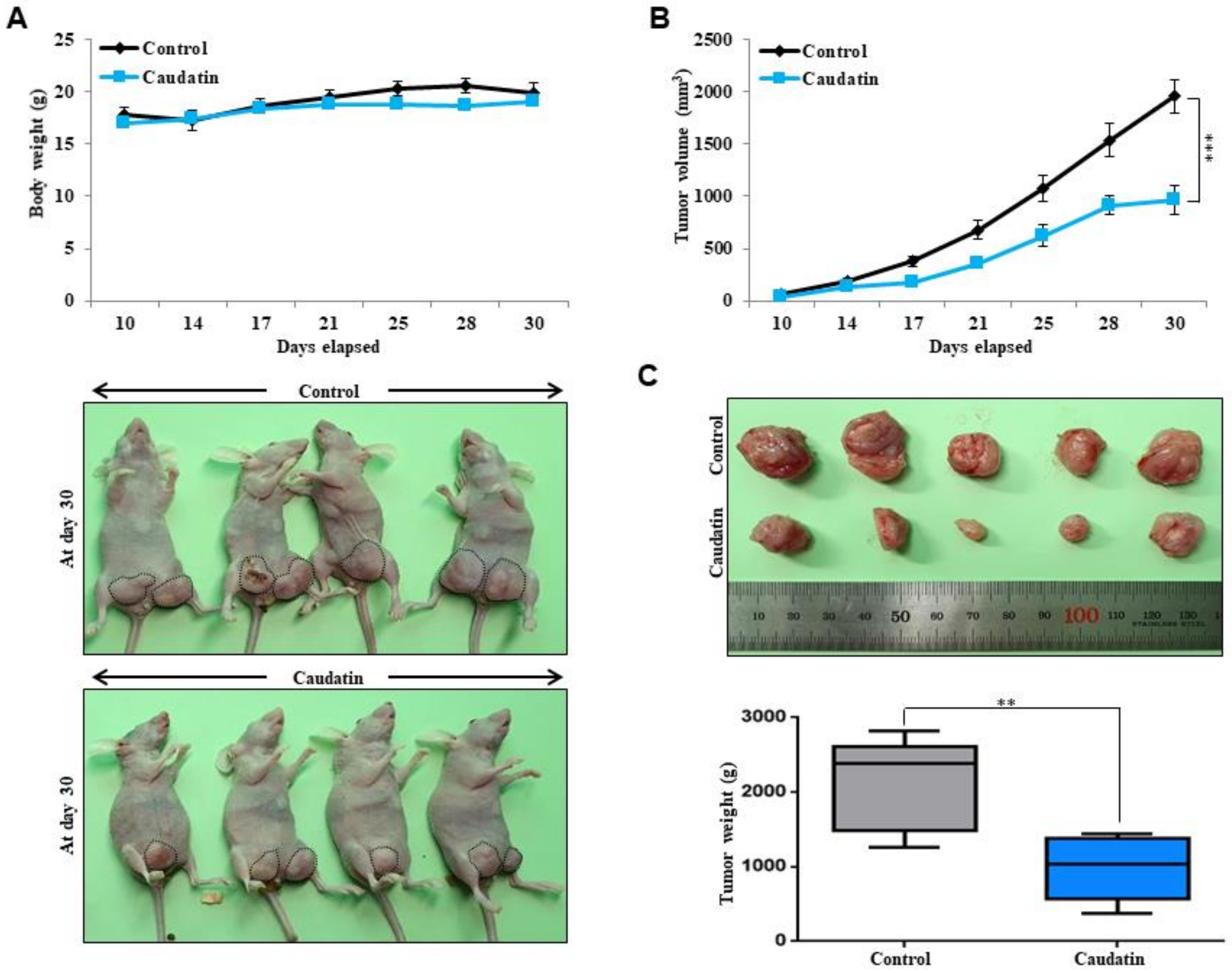 Biomolecules 10 00925 g004 Biomolecules 10 00925 g004