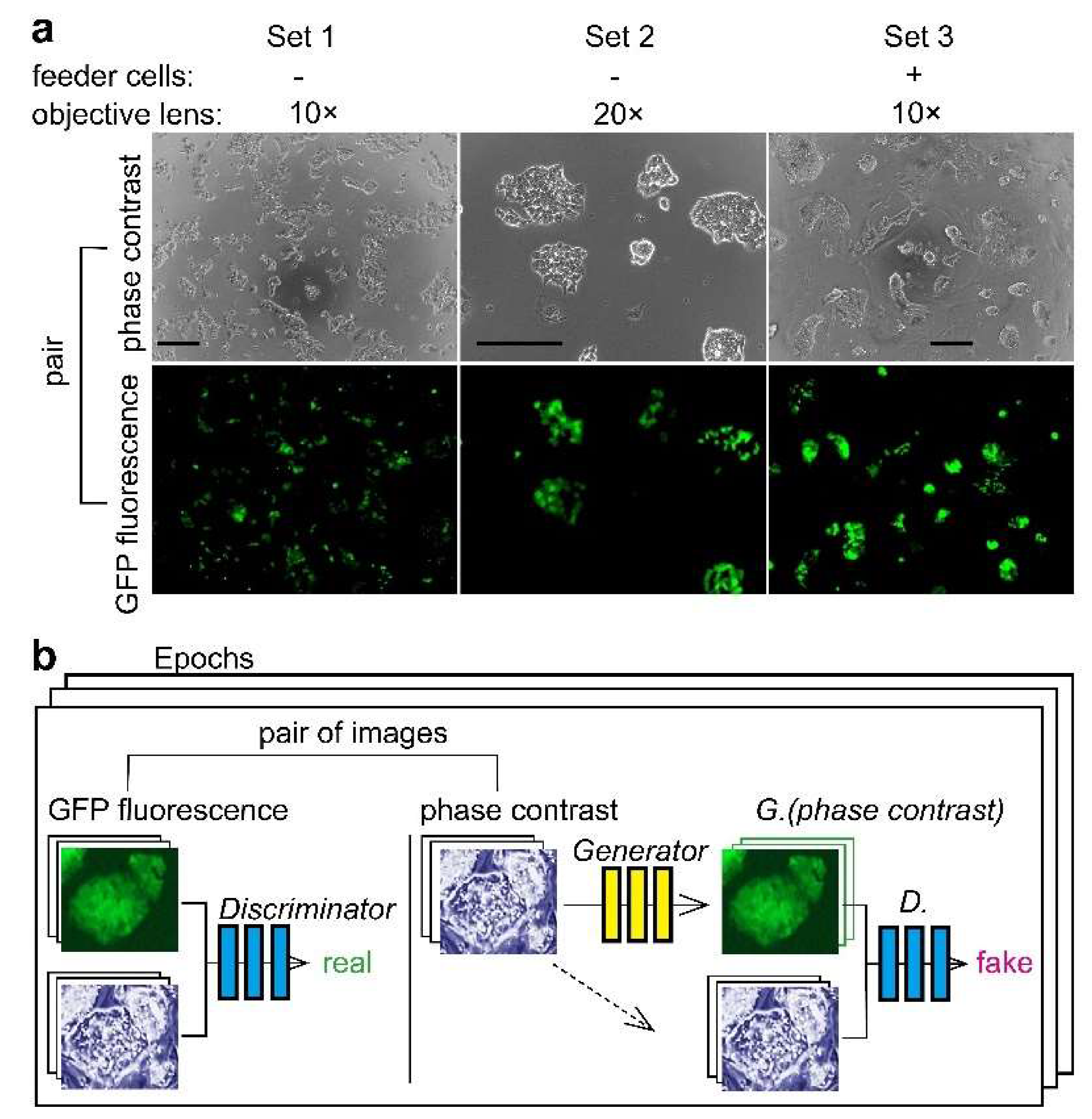 Biomolecules 10 00931 g001 Biomolecules 10 00931 g001