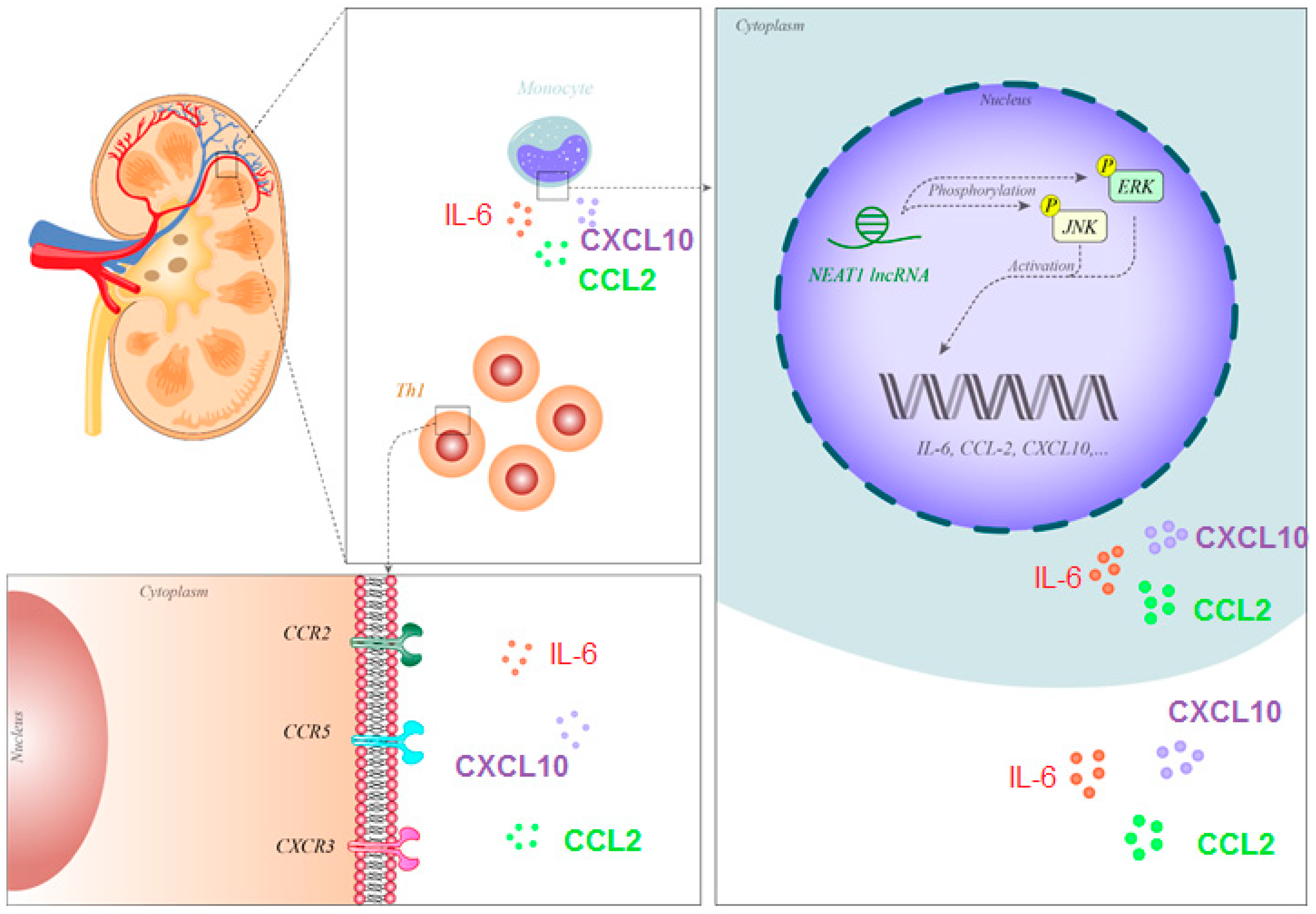 Biomolecules 10 00937 g001