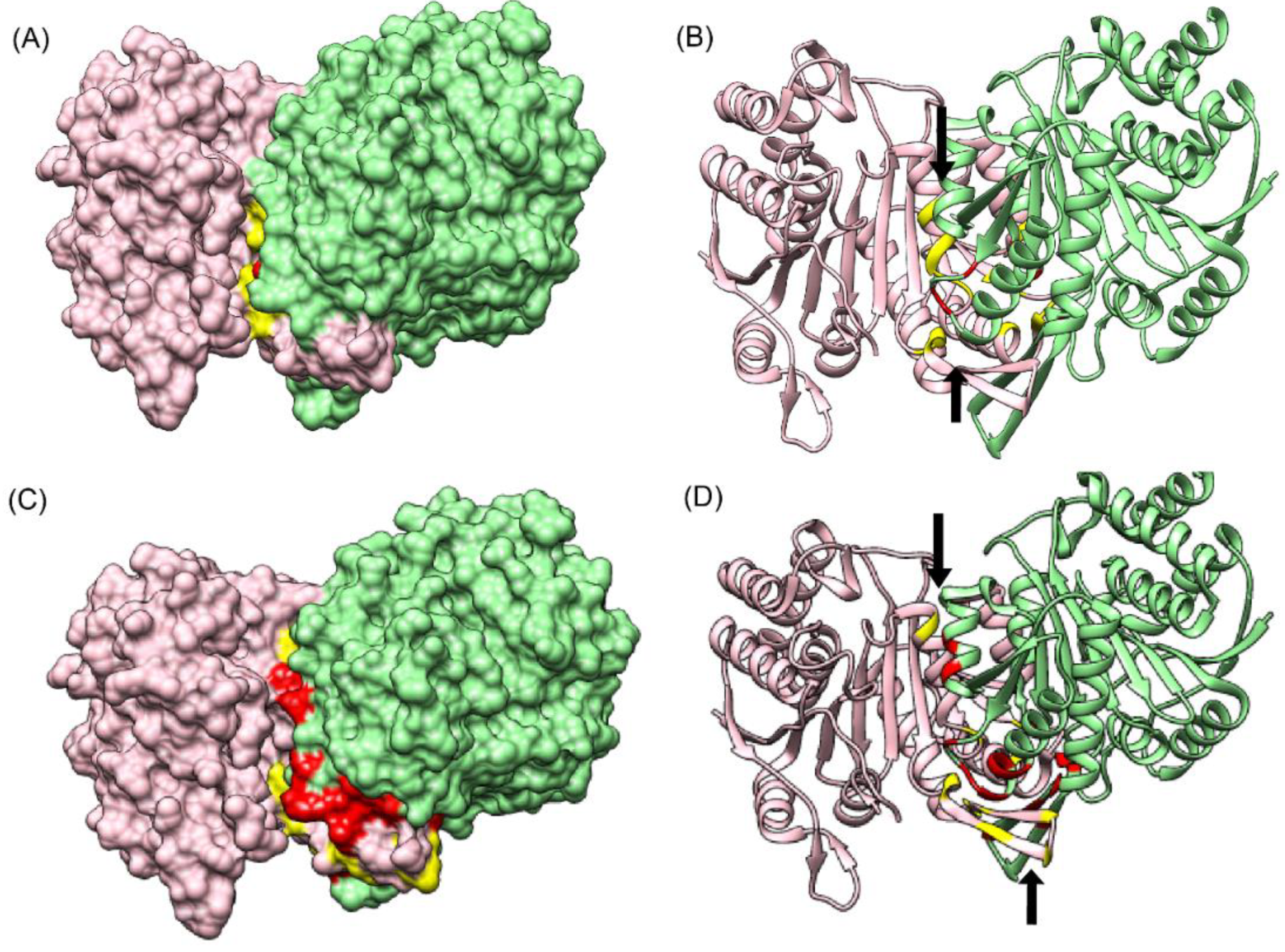 Biomolecules 10 00938 g007