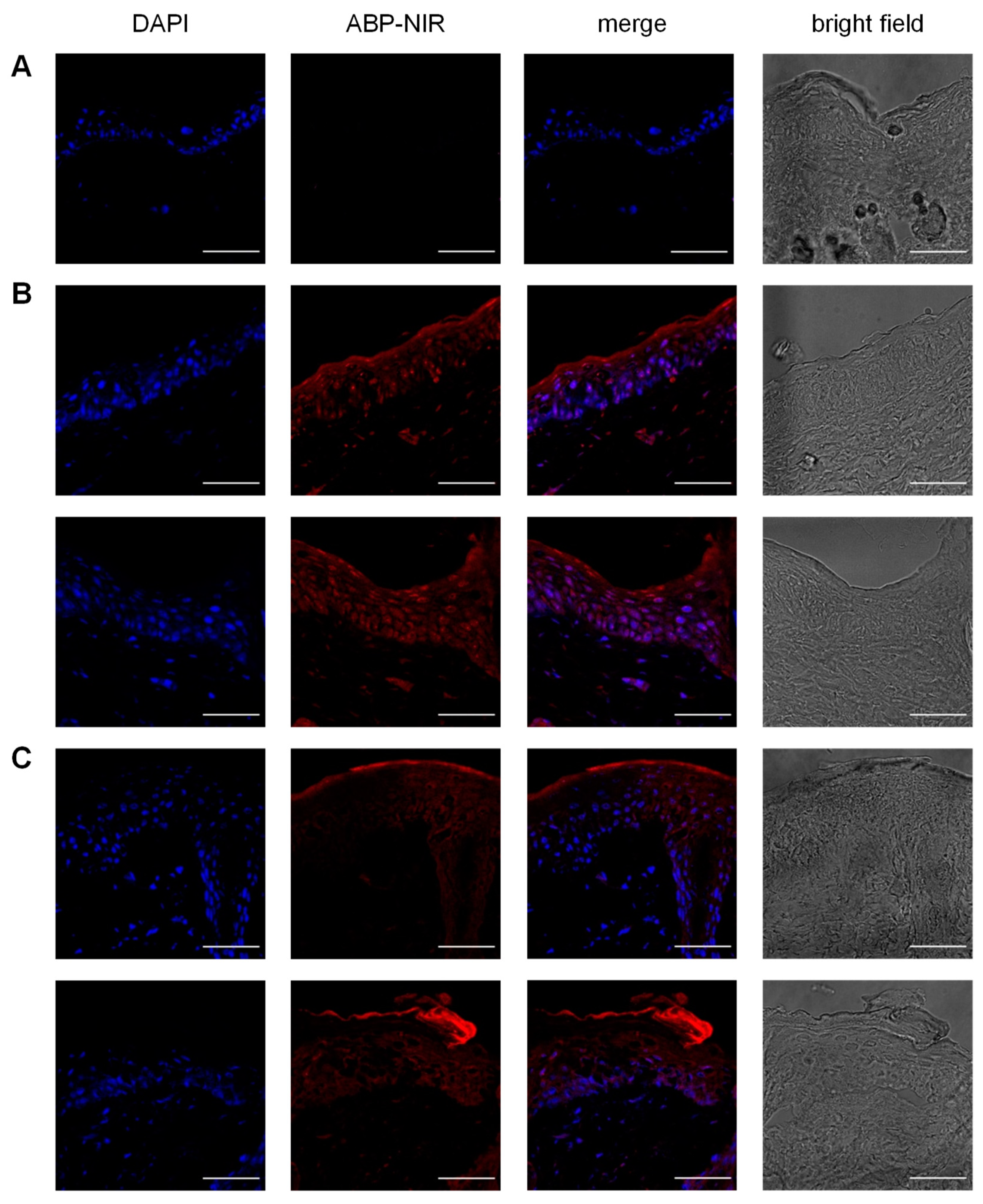 Biomolecules 10 00949 g003
