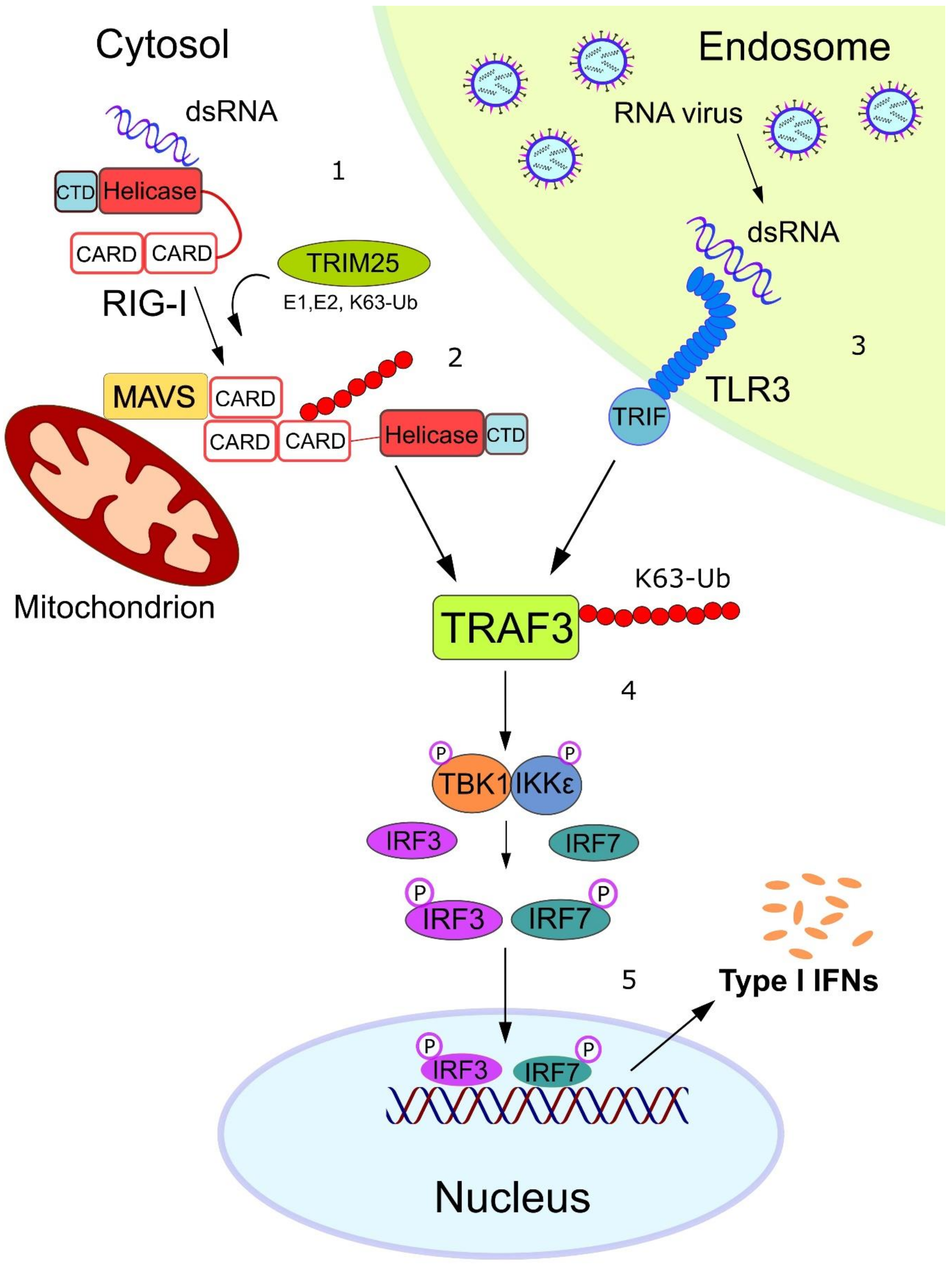 Biomolecules 10 00951 g002 Biomolecules 10 00951 g002