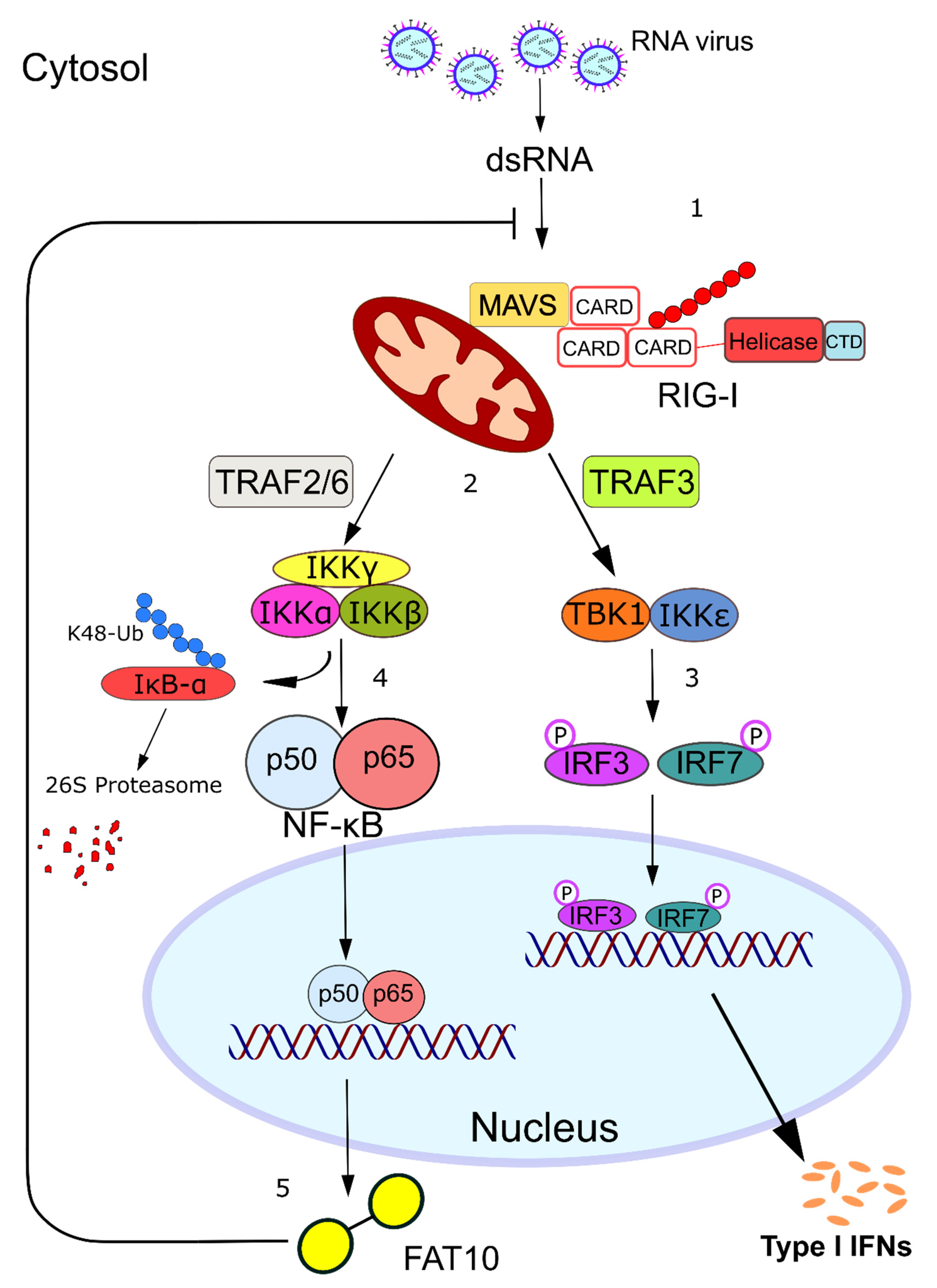 Biomolecules 10 00951 g003 Biomolecules 10 00951 g003