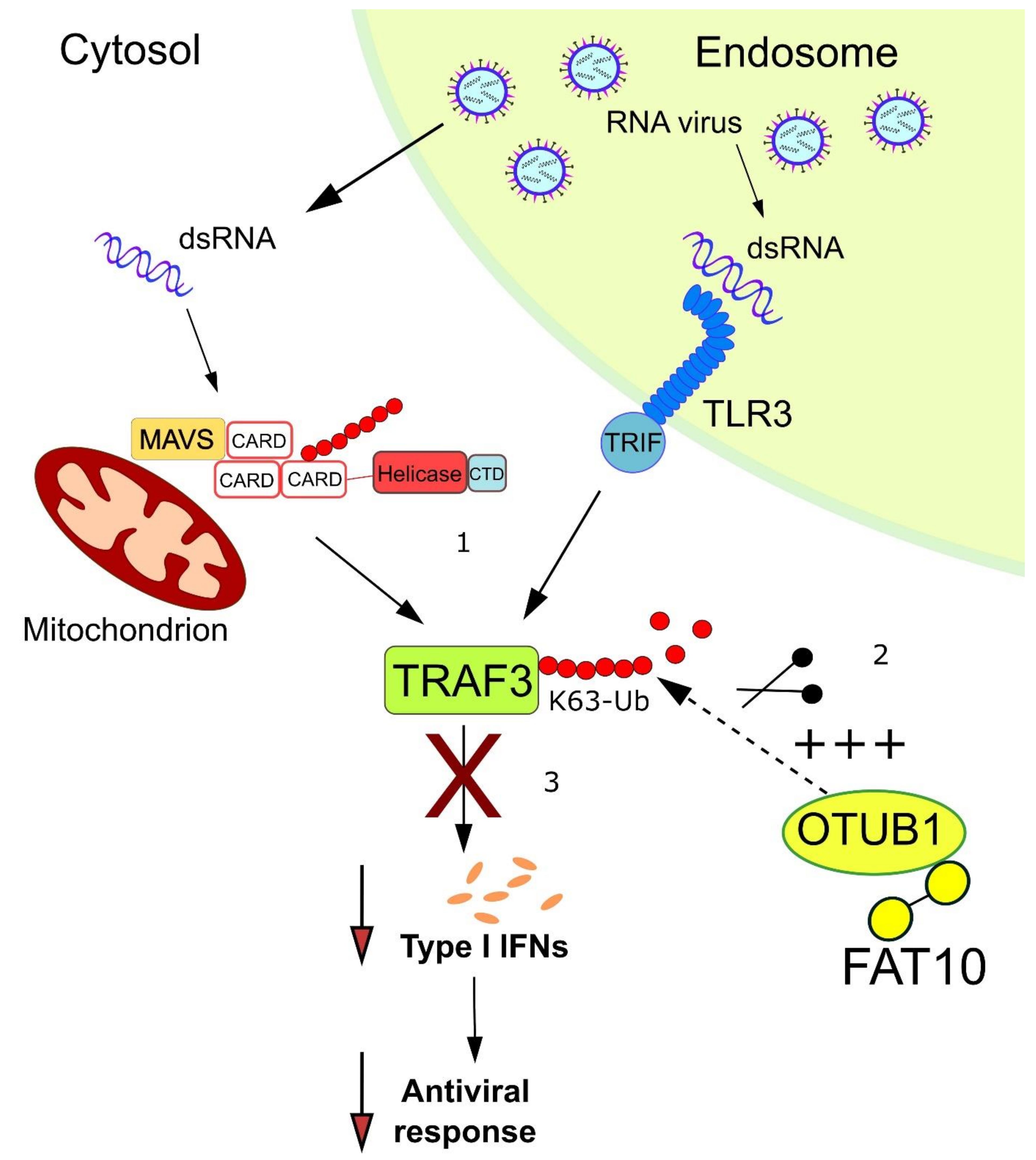 Biomolecules 10 00951 g005 Biomolecules 10 00951 g005