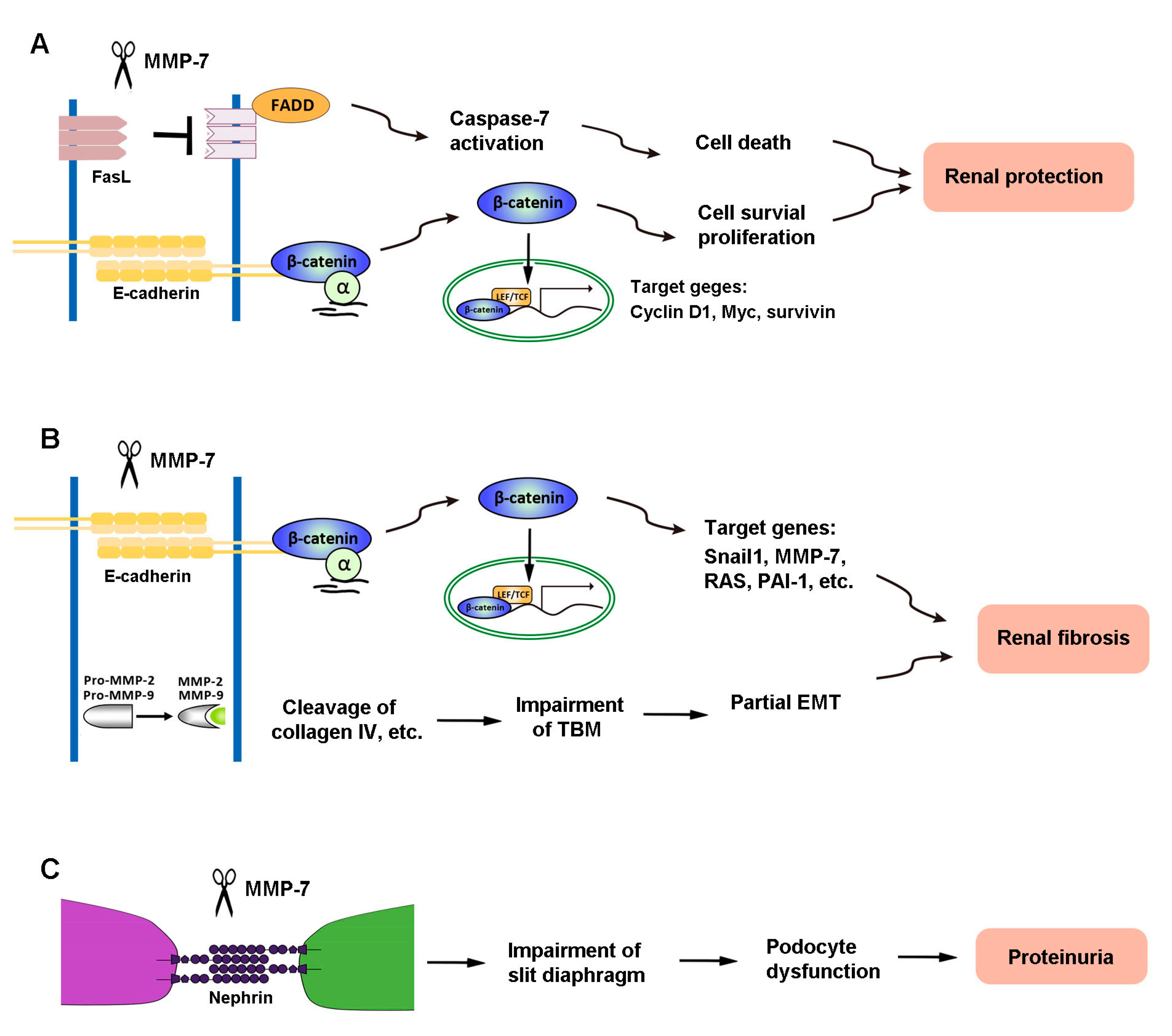 Biomolecules 10 00960 g002