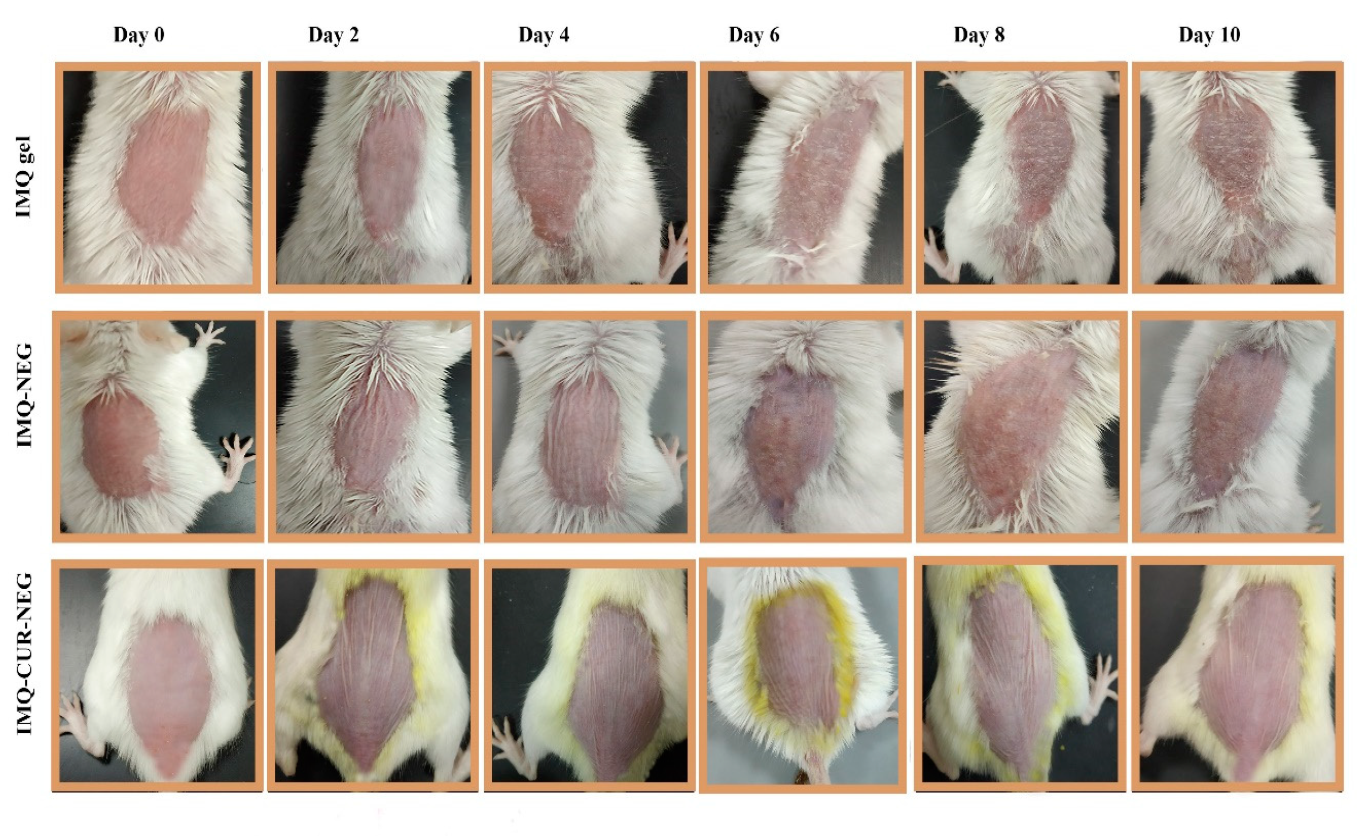 Biomolecules 10 00968 g007
