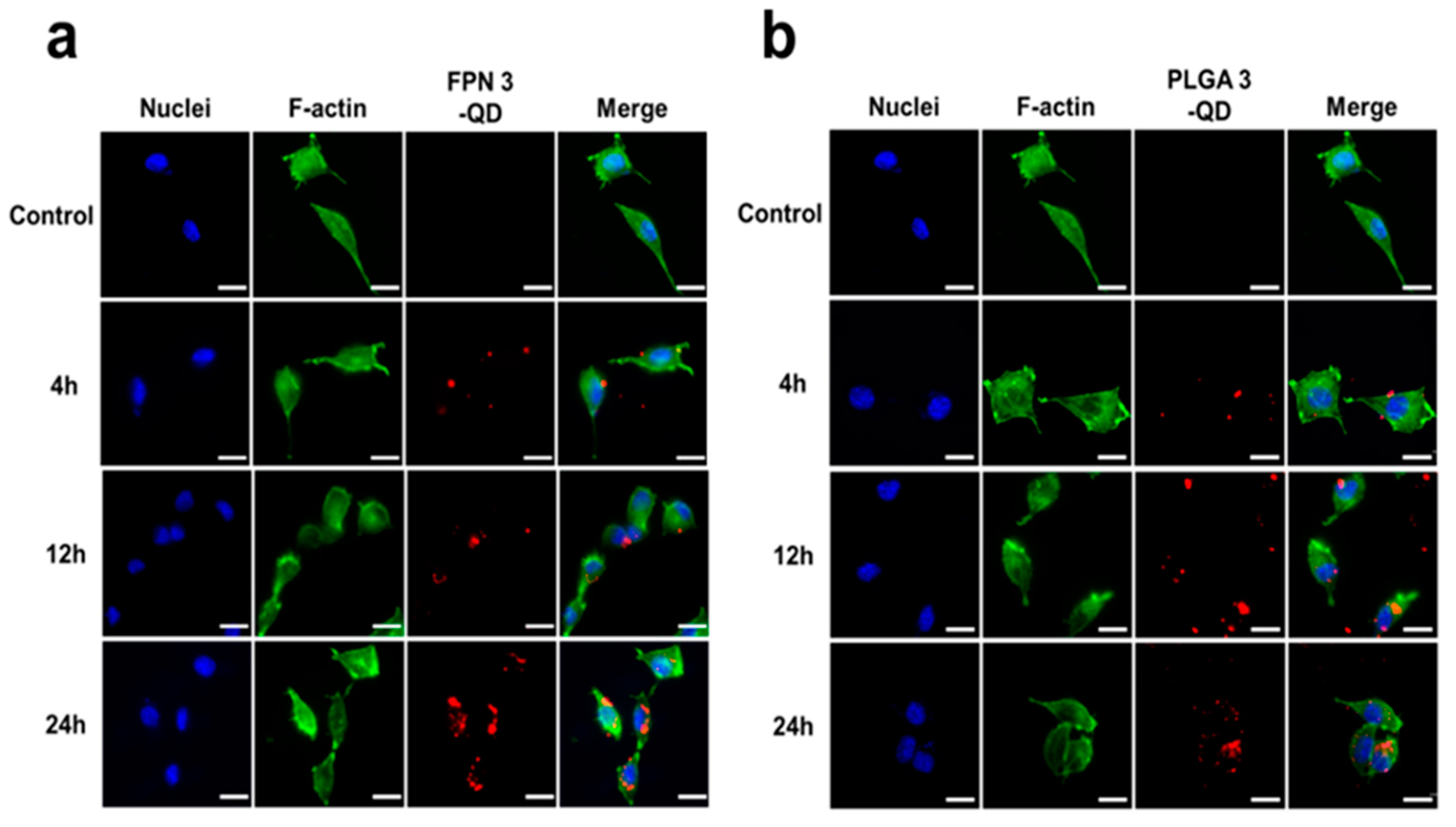 Biomolecules 10 00970 g006