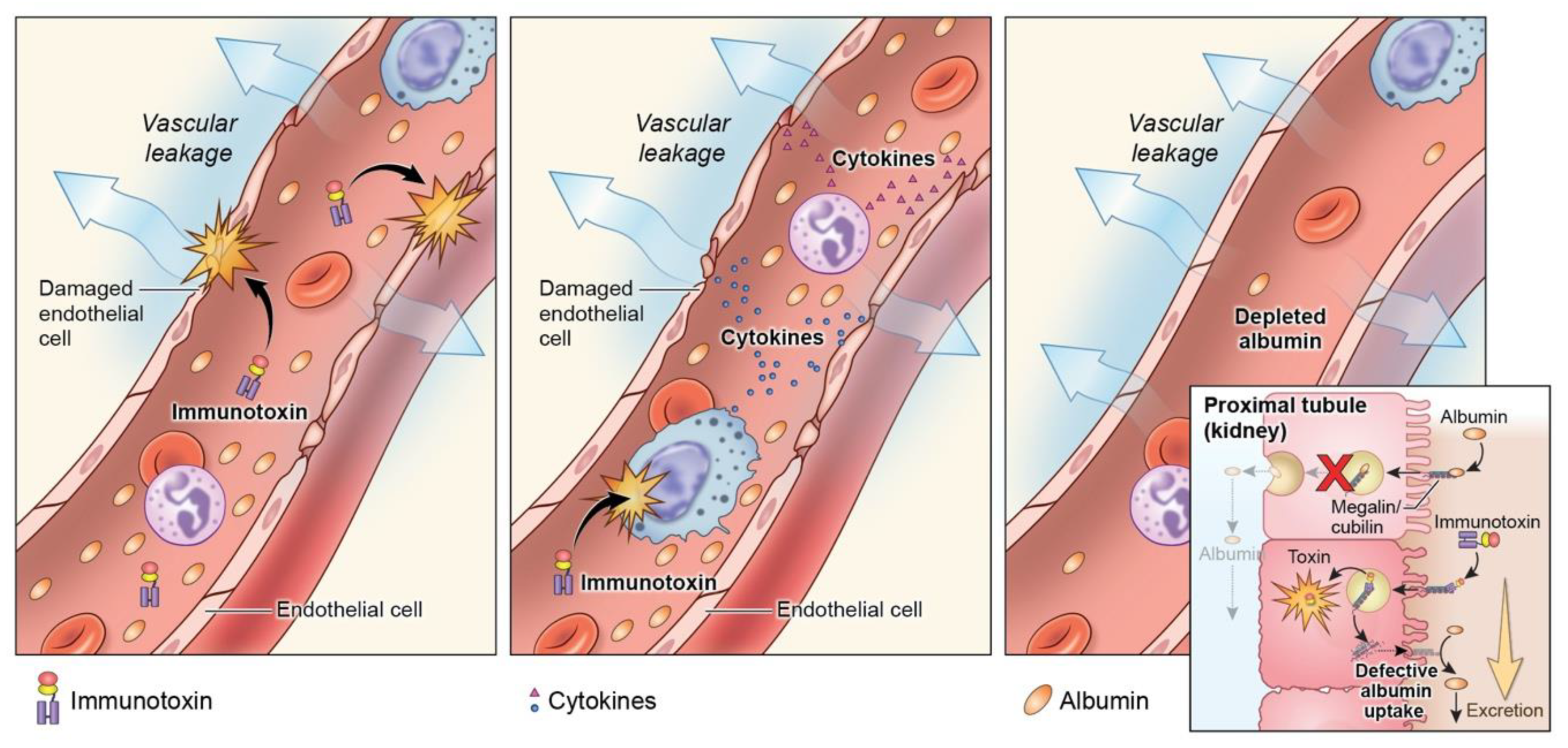 Biomolecules 10 00973 g003 Biomolecules 10 00973 g003