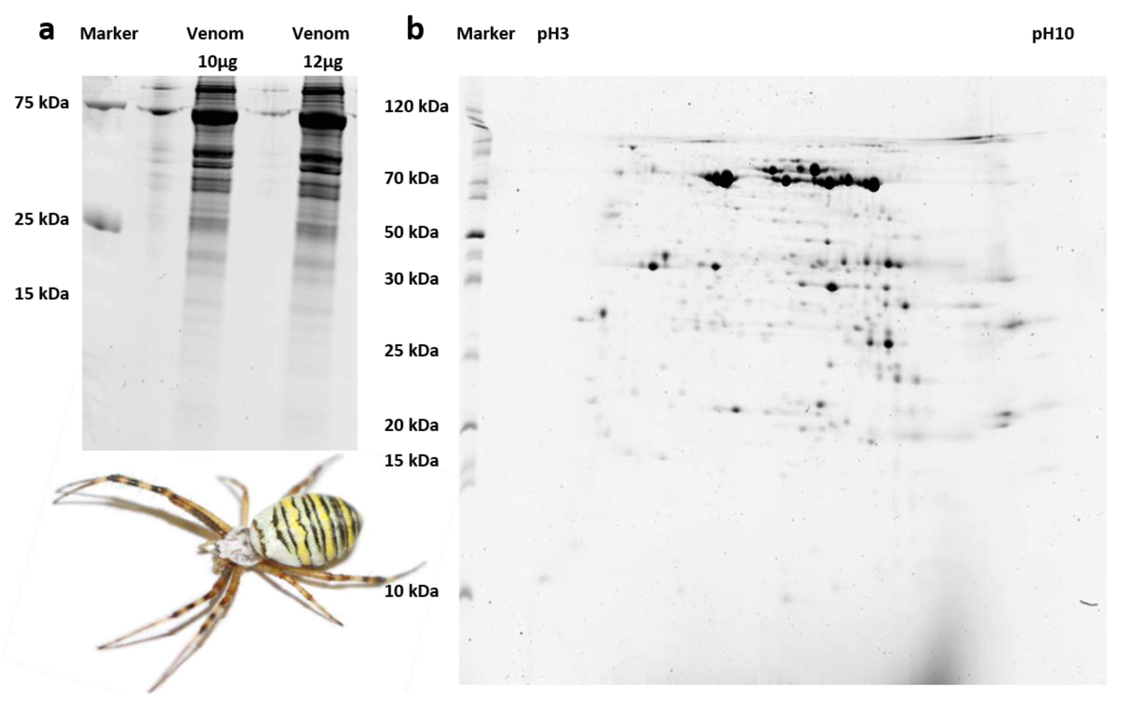 Biomolecules 10 00978 g002