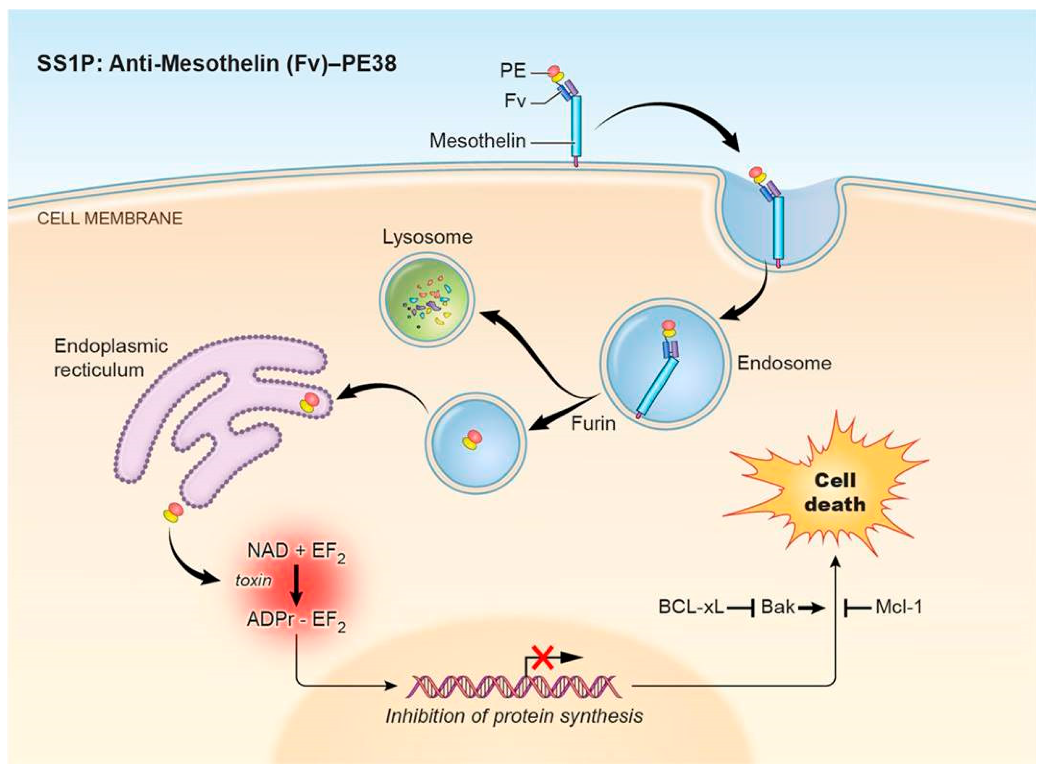 Biomolecules 10 00979 g001 Biomolecules 10 00979 g001