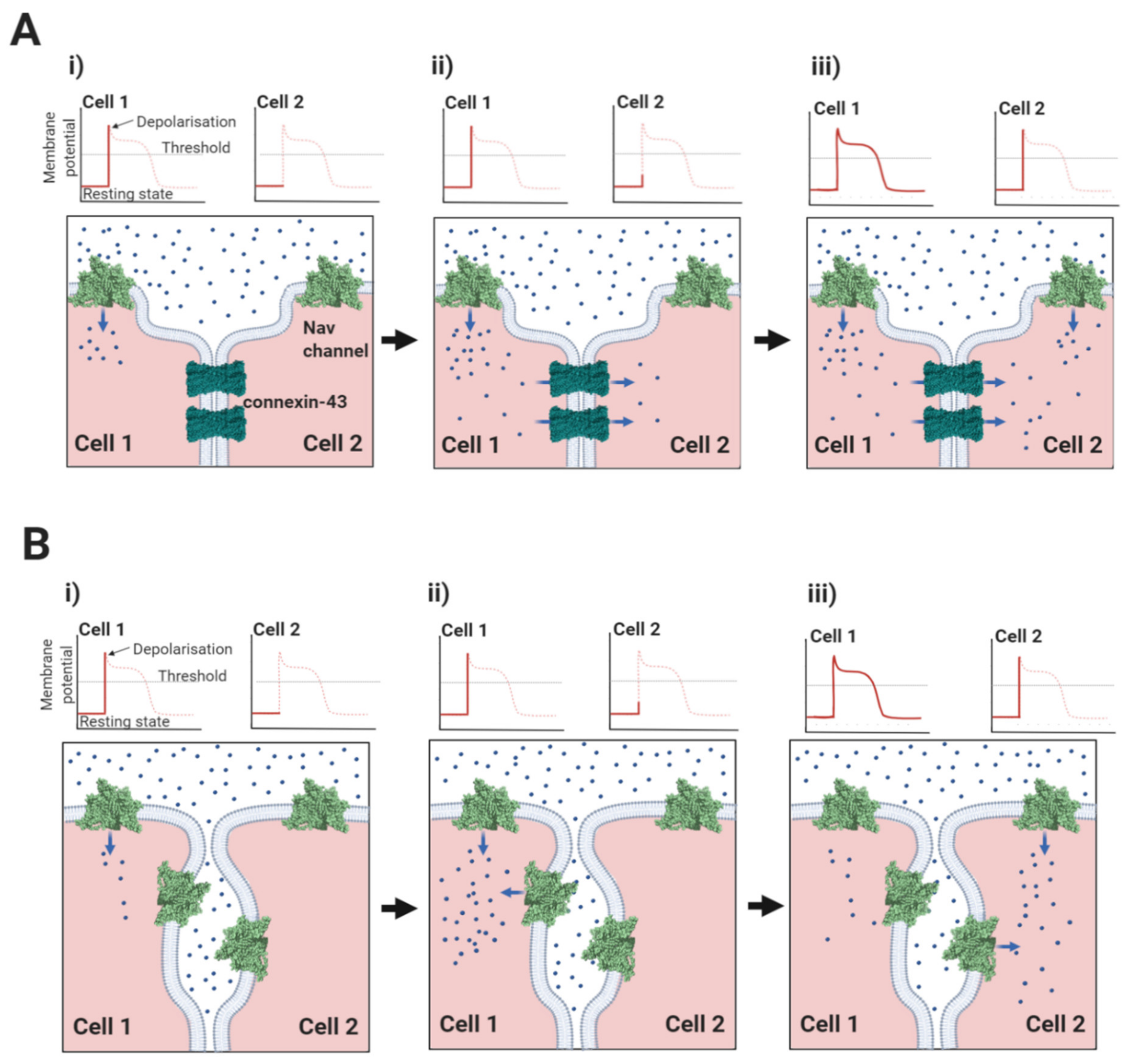Biomolecules 10 00989 g005