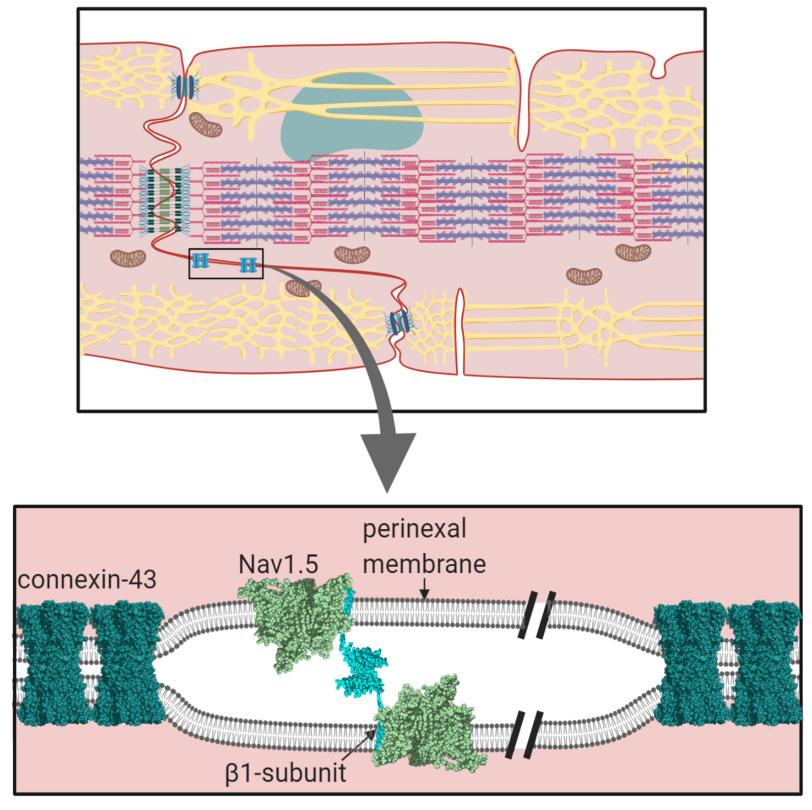 Biomolecules 10 00989 g006