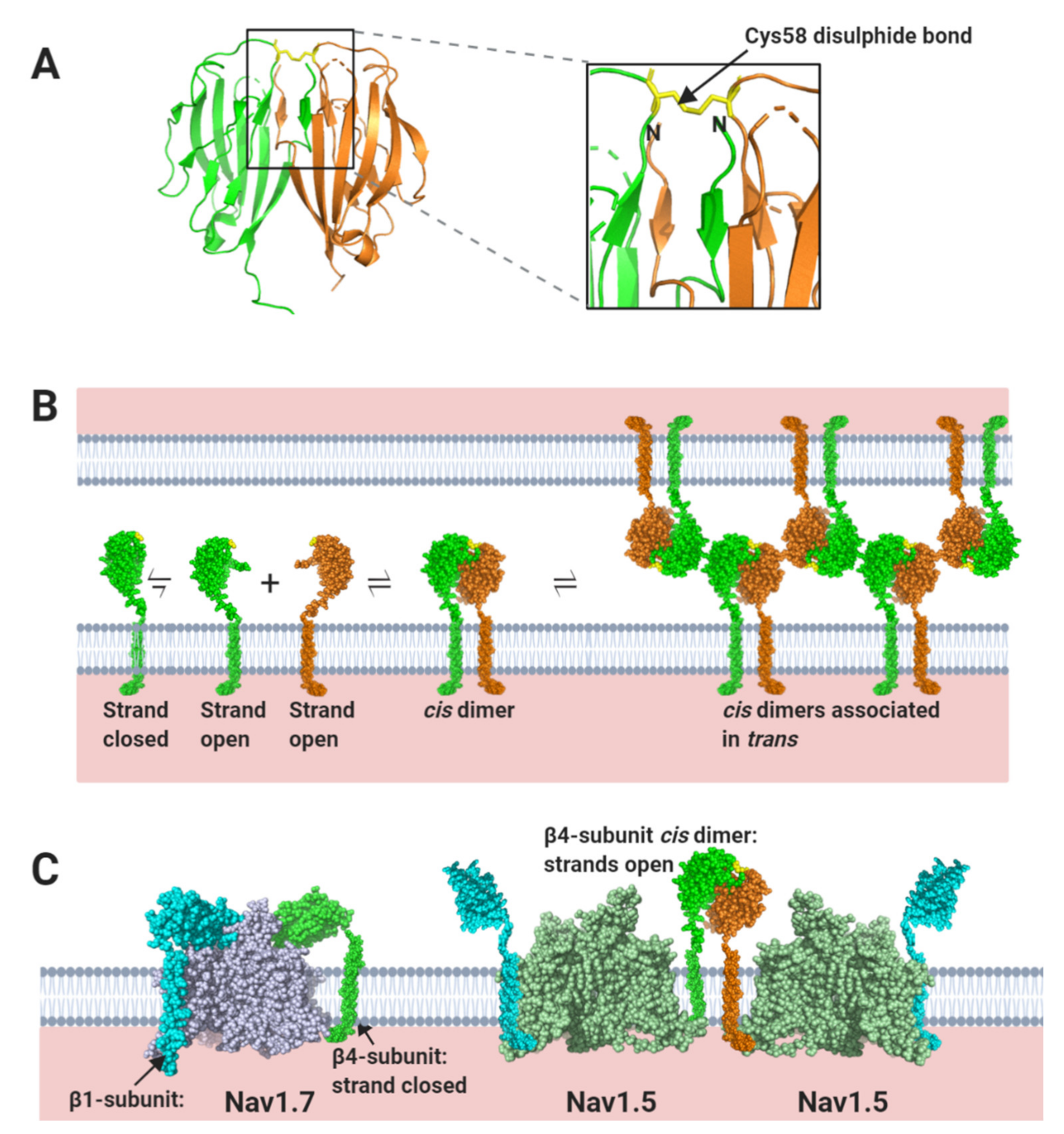 Biomolecules 10 00989 g008