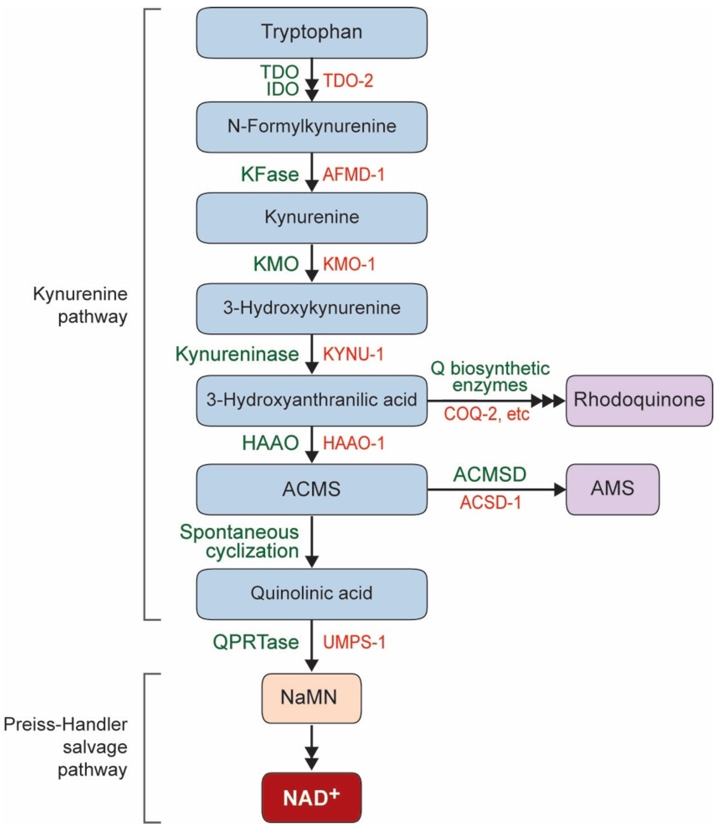 Biomolecules 10 00993 g001 Biomolecules 10 00993 g001