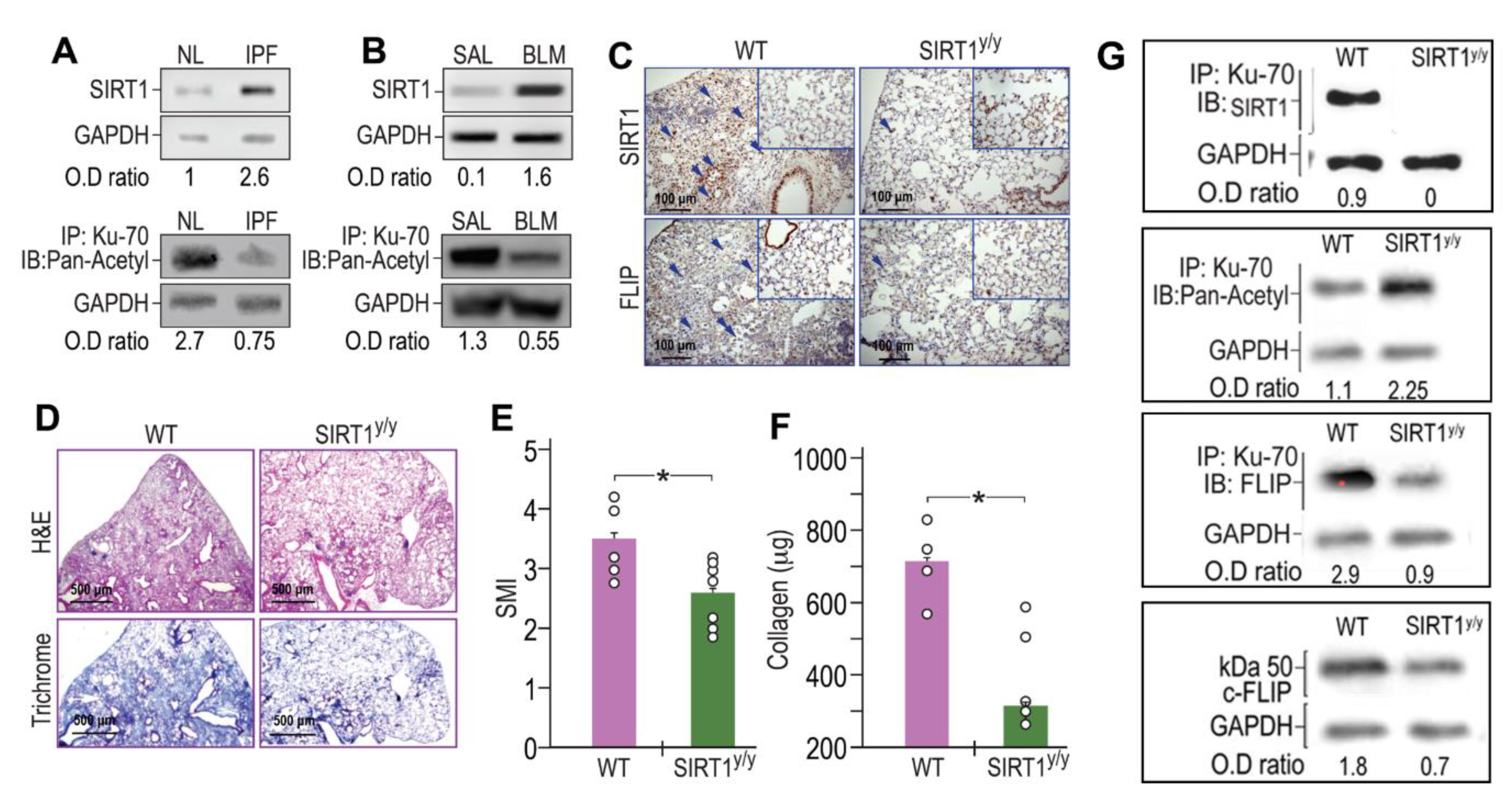 Biomolecules 10 00996 g003