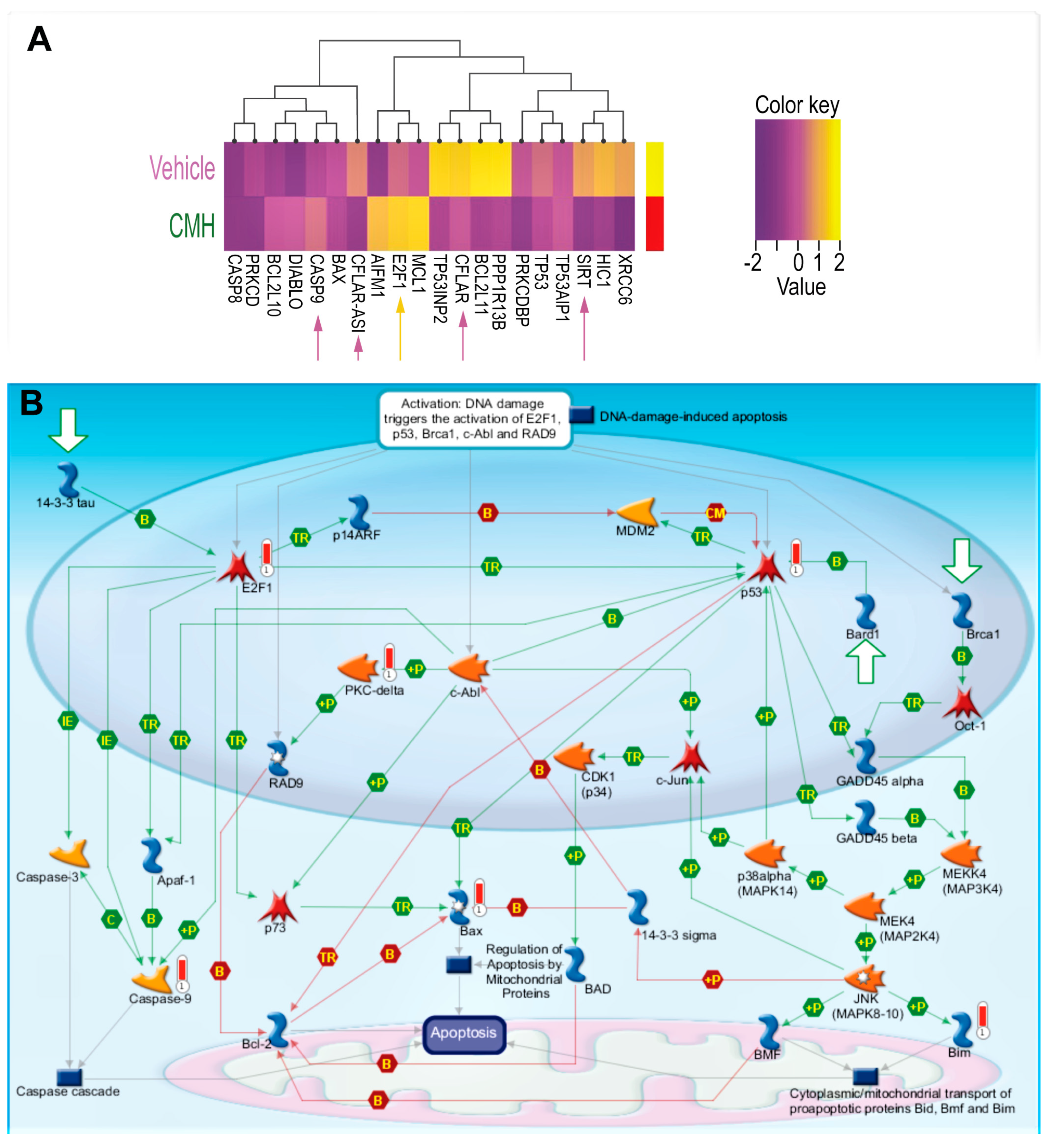 Biomolecules 10 00997 g002