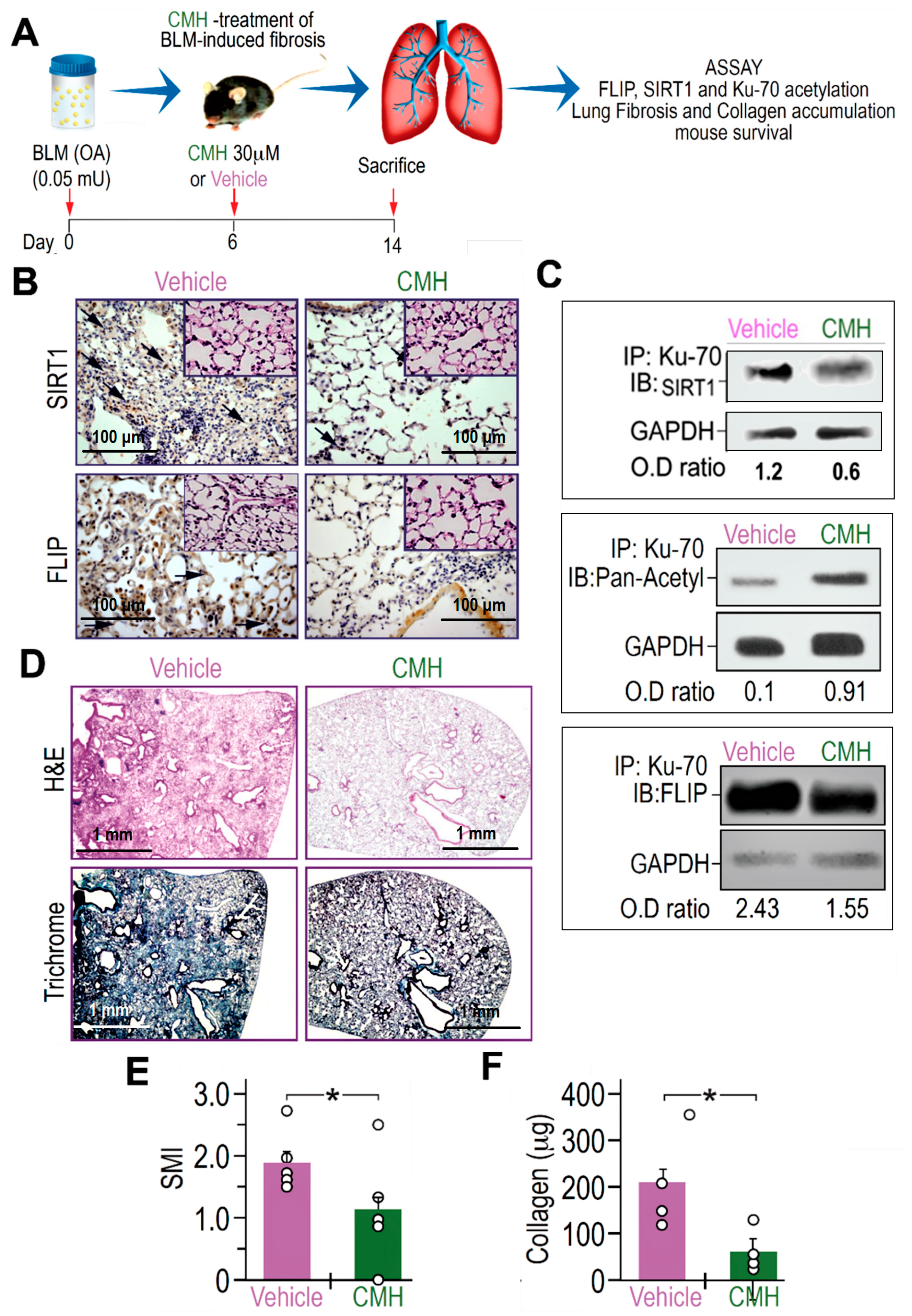 Biomolecules 10 00997 g004