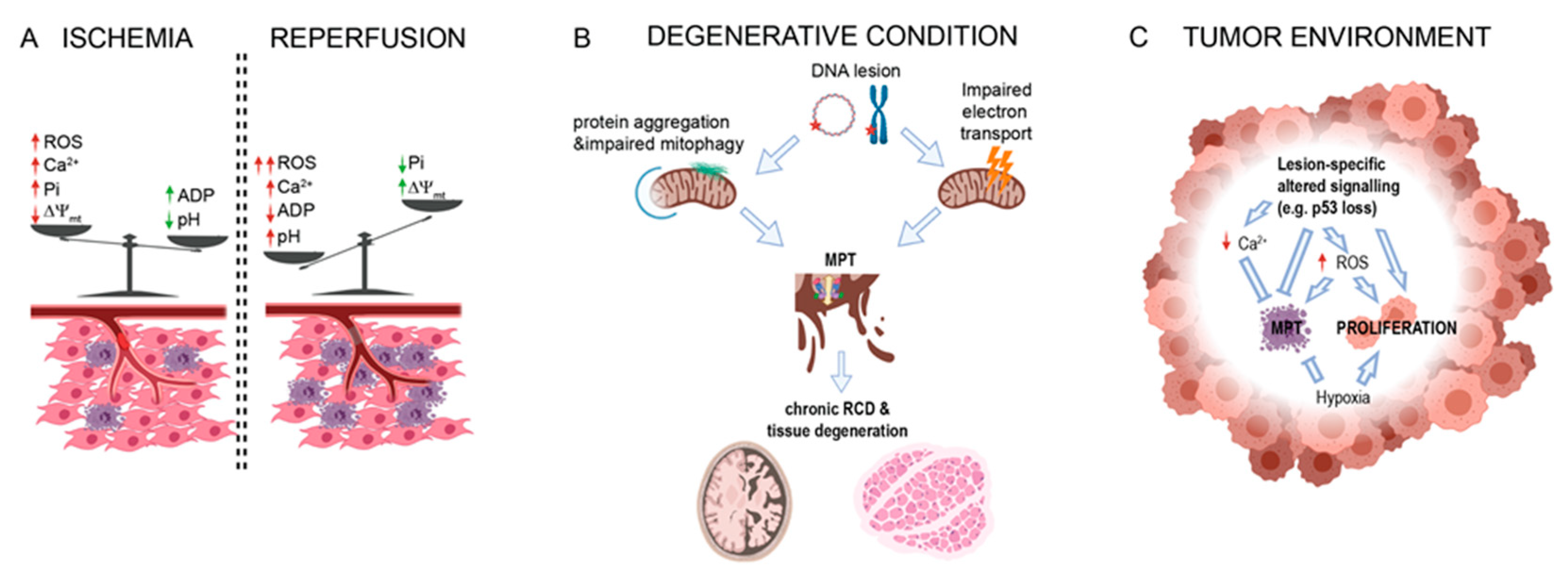 Biomolecules 10 00998 g002