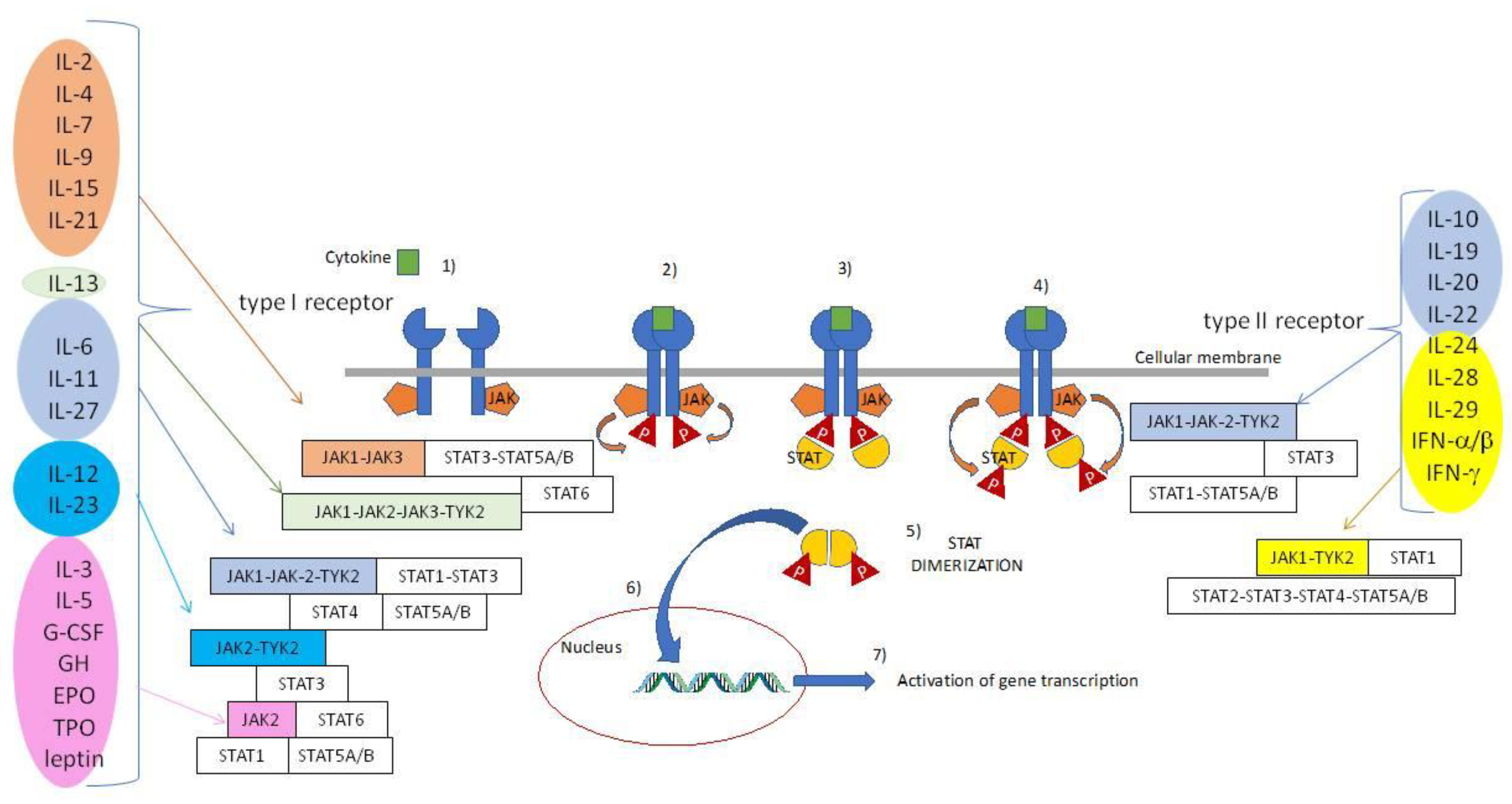 Biomolecules 10 01002 g002
