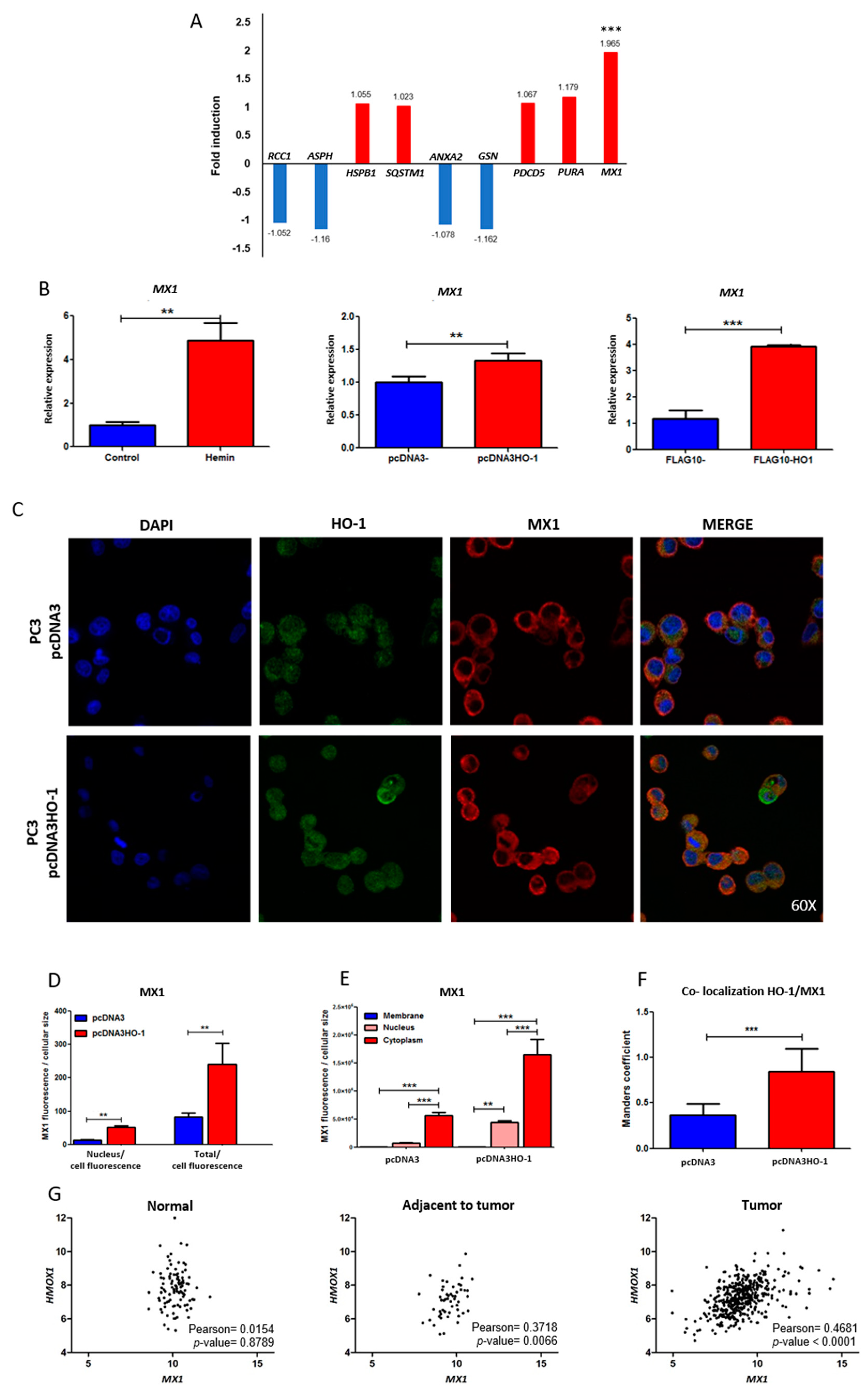 Biomolecules 10 01005 g002 Biomolecules 10 01005 g002