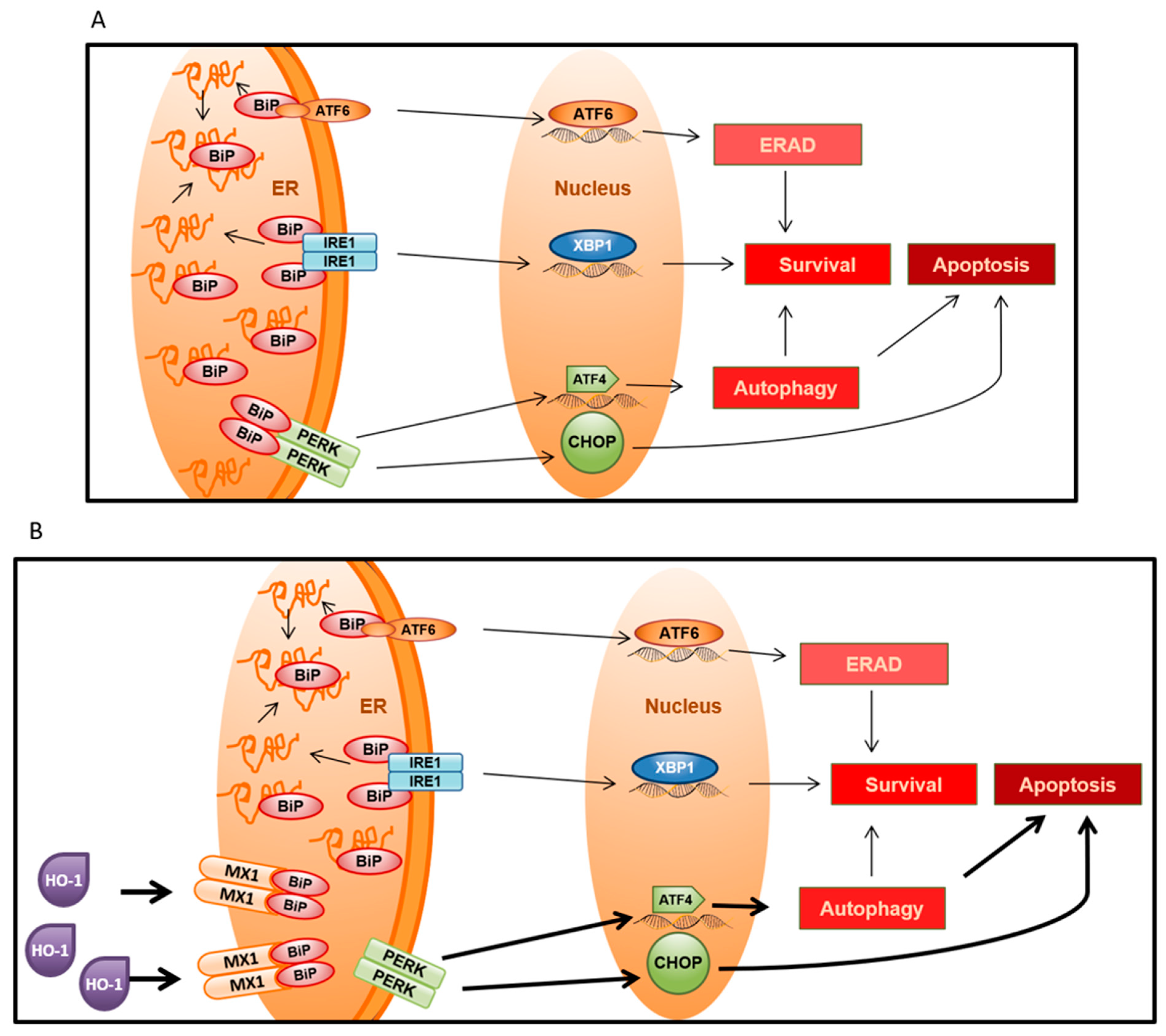 Biomolecules 10 01005 g006 Biomolecules 10 01005 g006