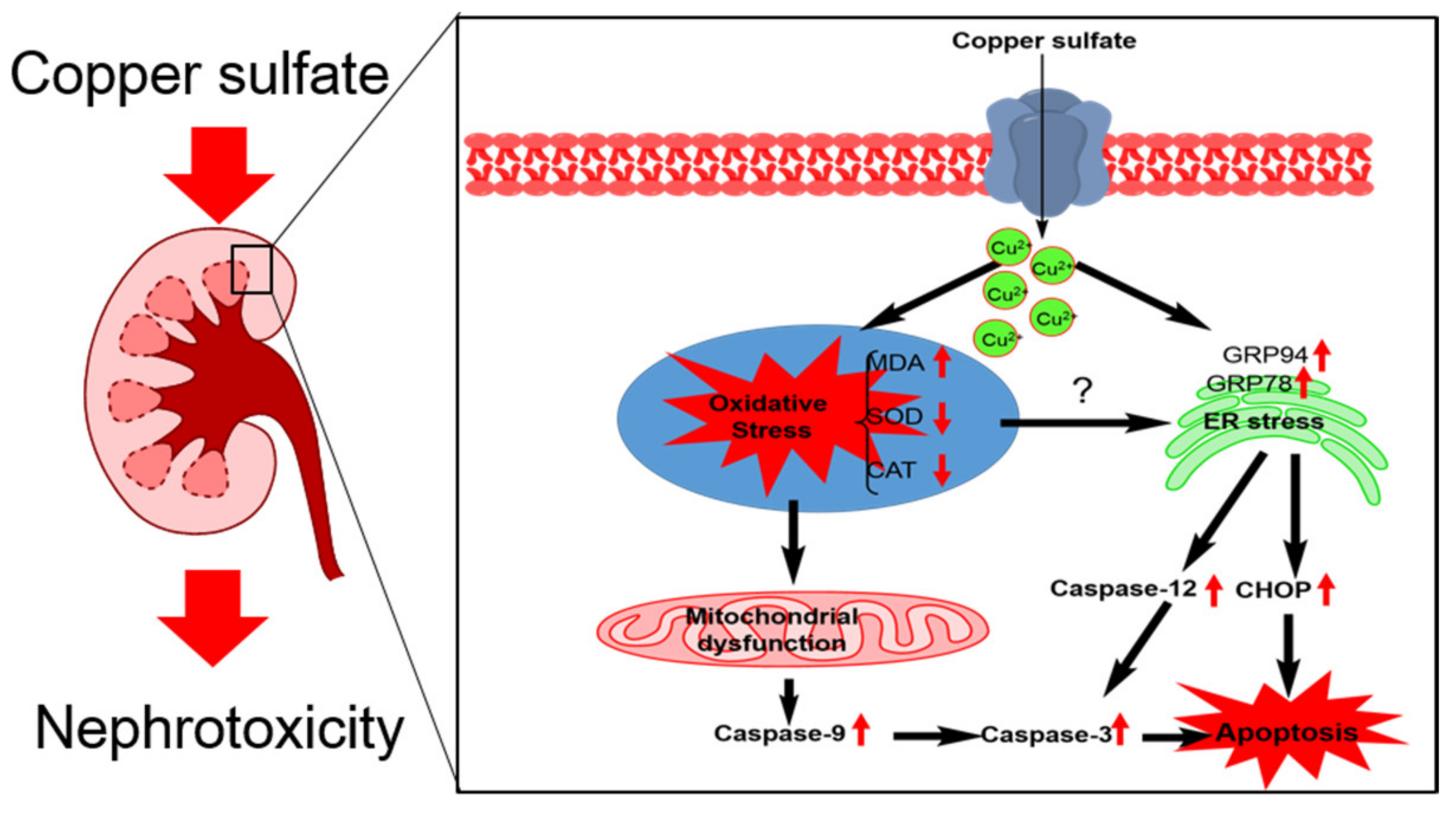 Biomolecules 10 01010 g009
