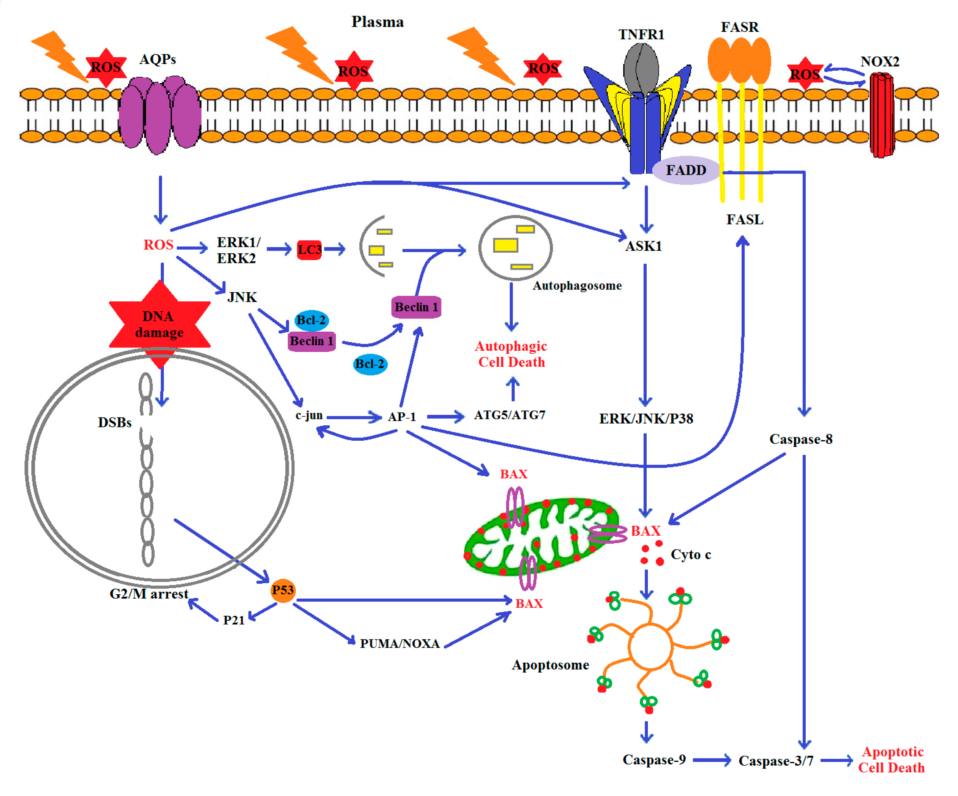 Biomolecules 10 01011 g009 Biomolecules 10 01011 g009
