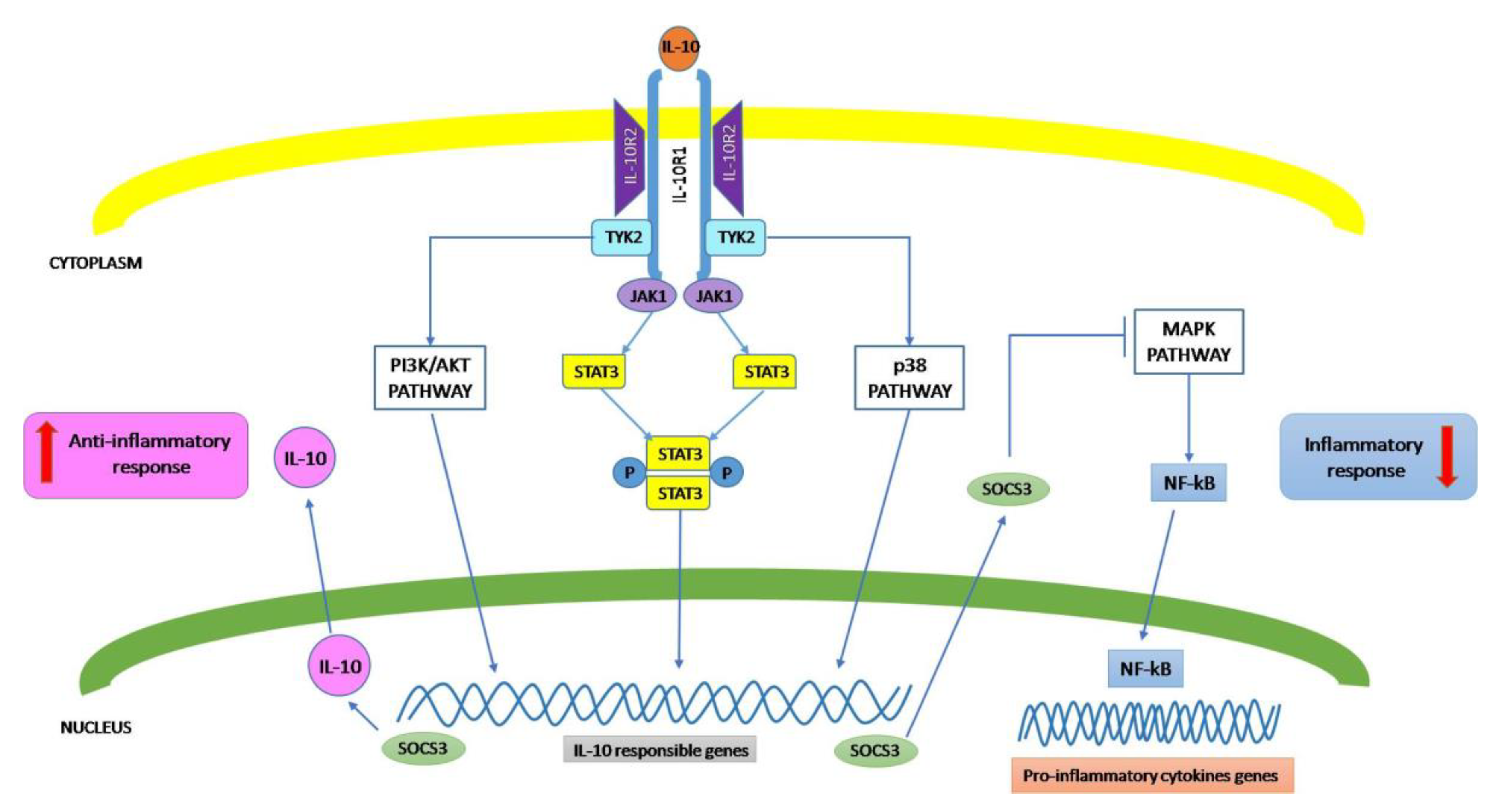 Biomolecules 10 01017 g001 Biomolecules 10 01017 g001