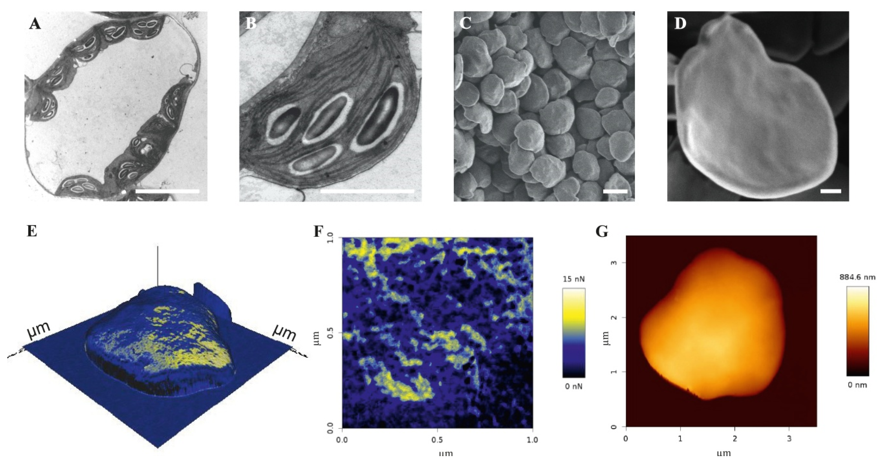 Biomolecules 10 01020 g002 Biomolecules 10 01020 g002