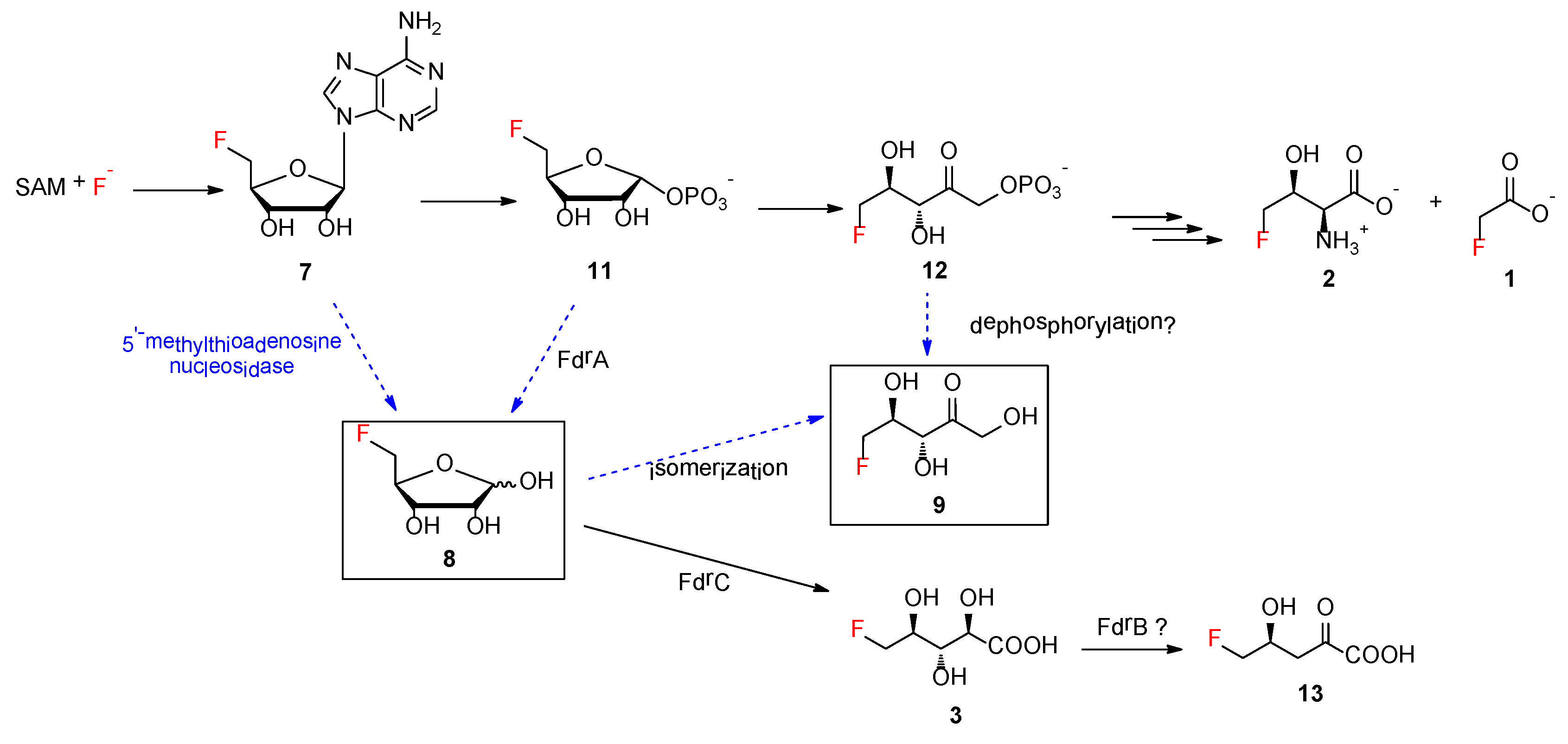 Biomolecules 10 01023 g005