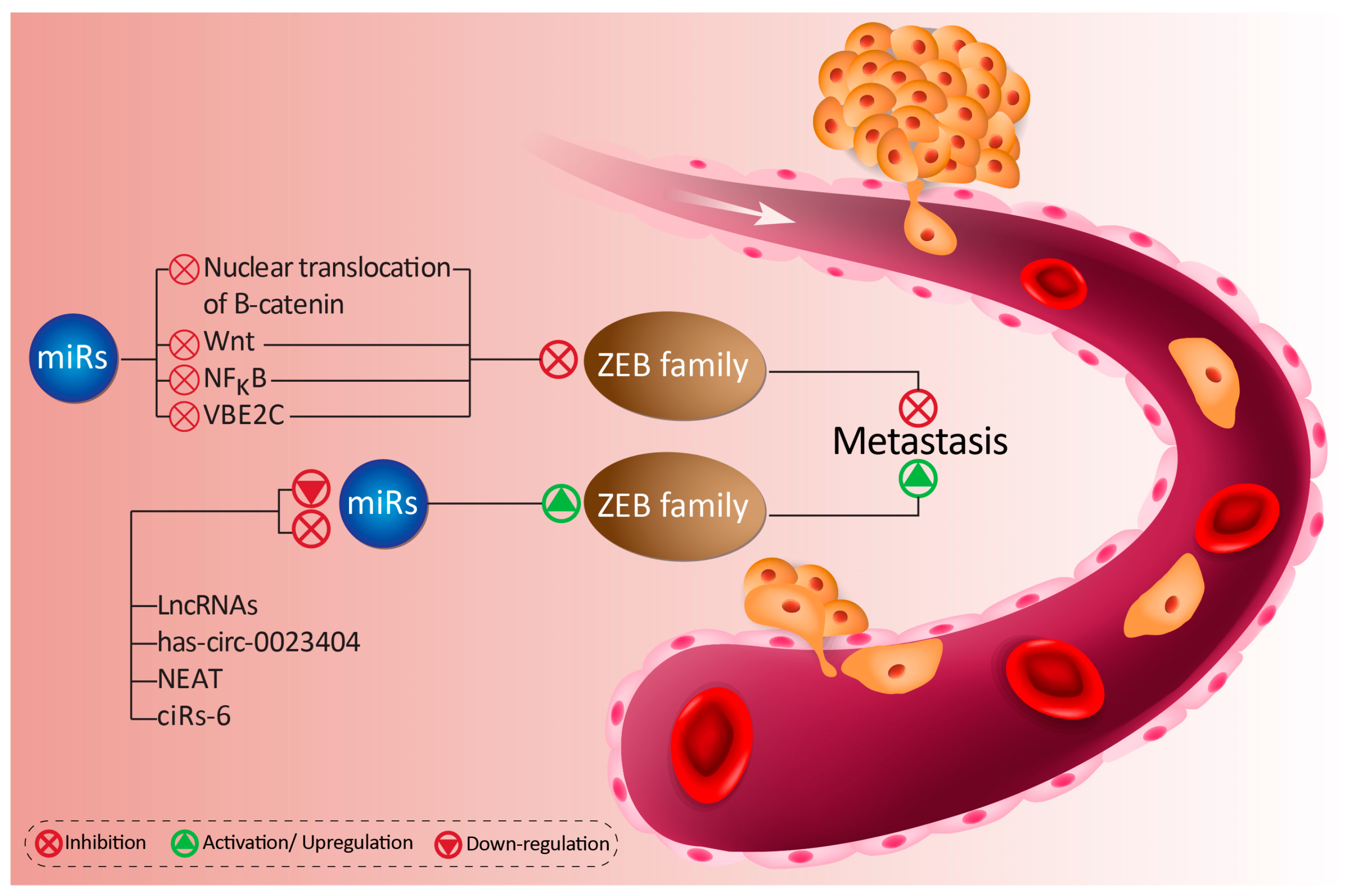 Biomolecules 10 01040 g001 Biomolecules 10 01040 g001