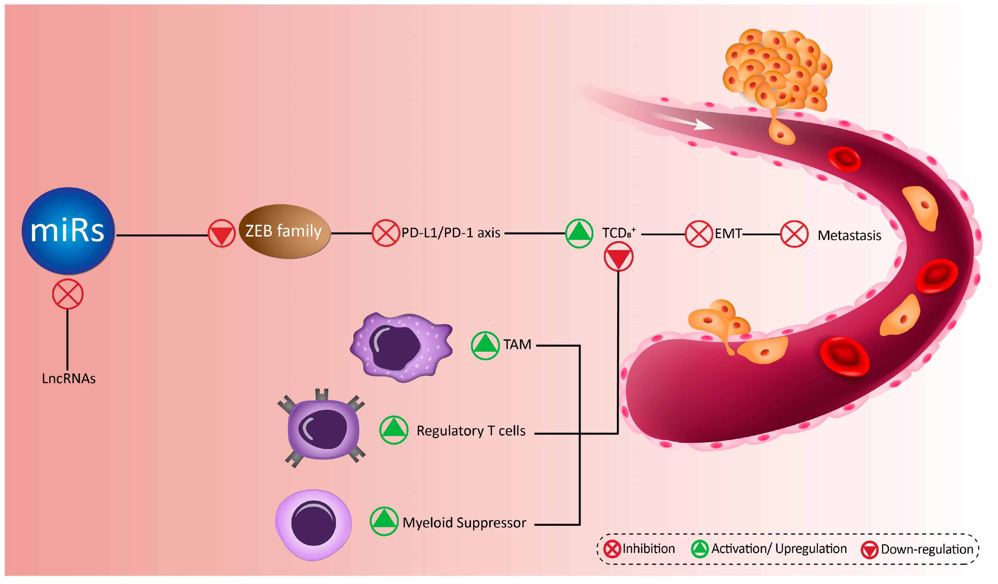Biomolecules 10 01040 g004 Biomolecules 10 01040 g004