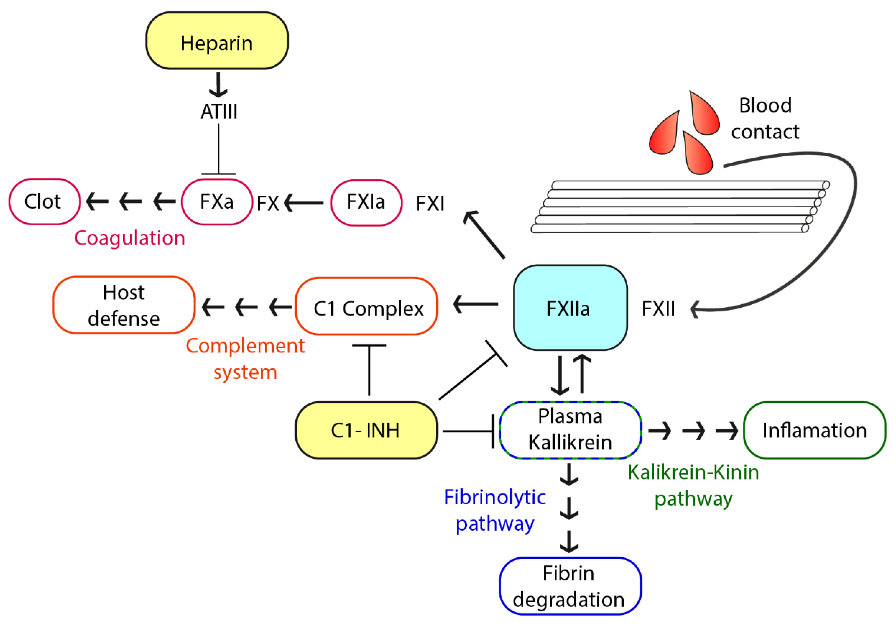 Biomolecules 10 01042 g001