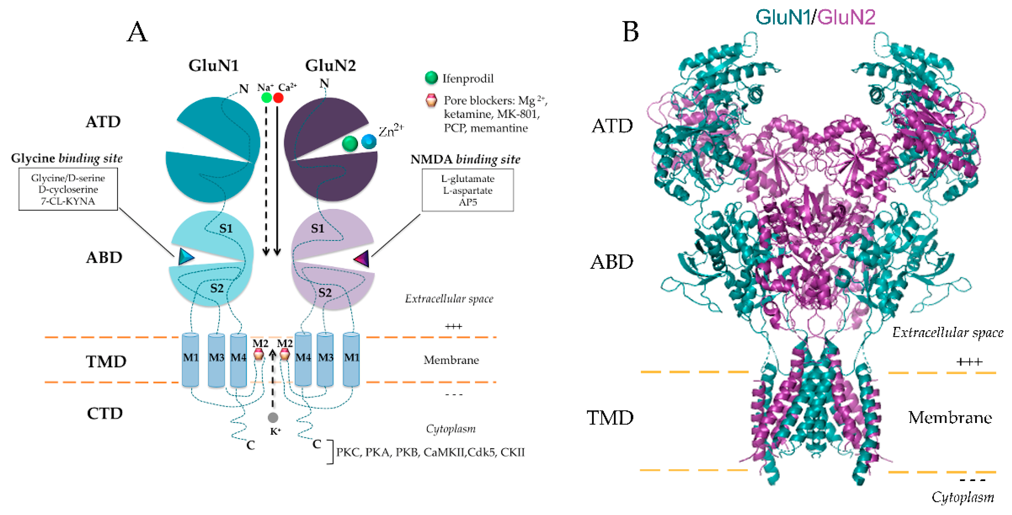 Biomolecules 10 01051 g001 Biomolecules 10 01051 g001